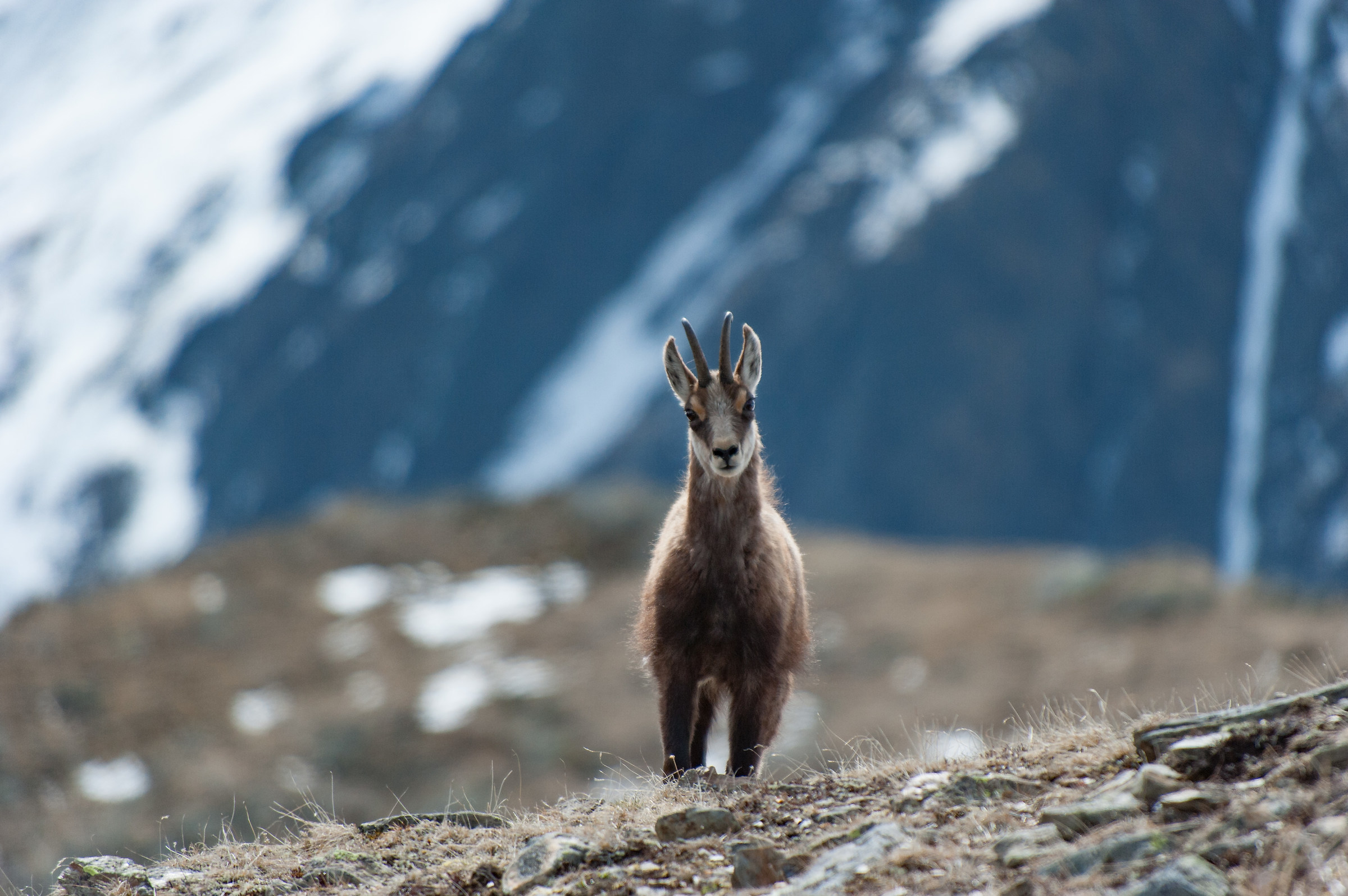 chamois