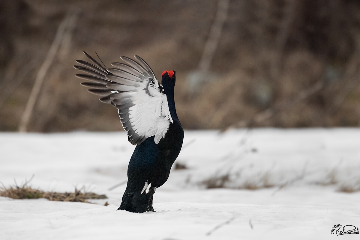 Pronti, attenti e via