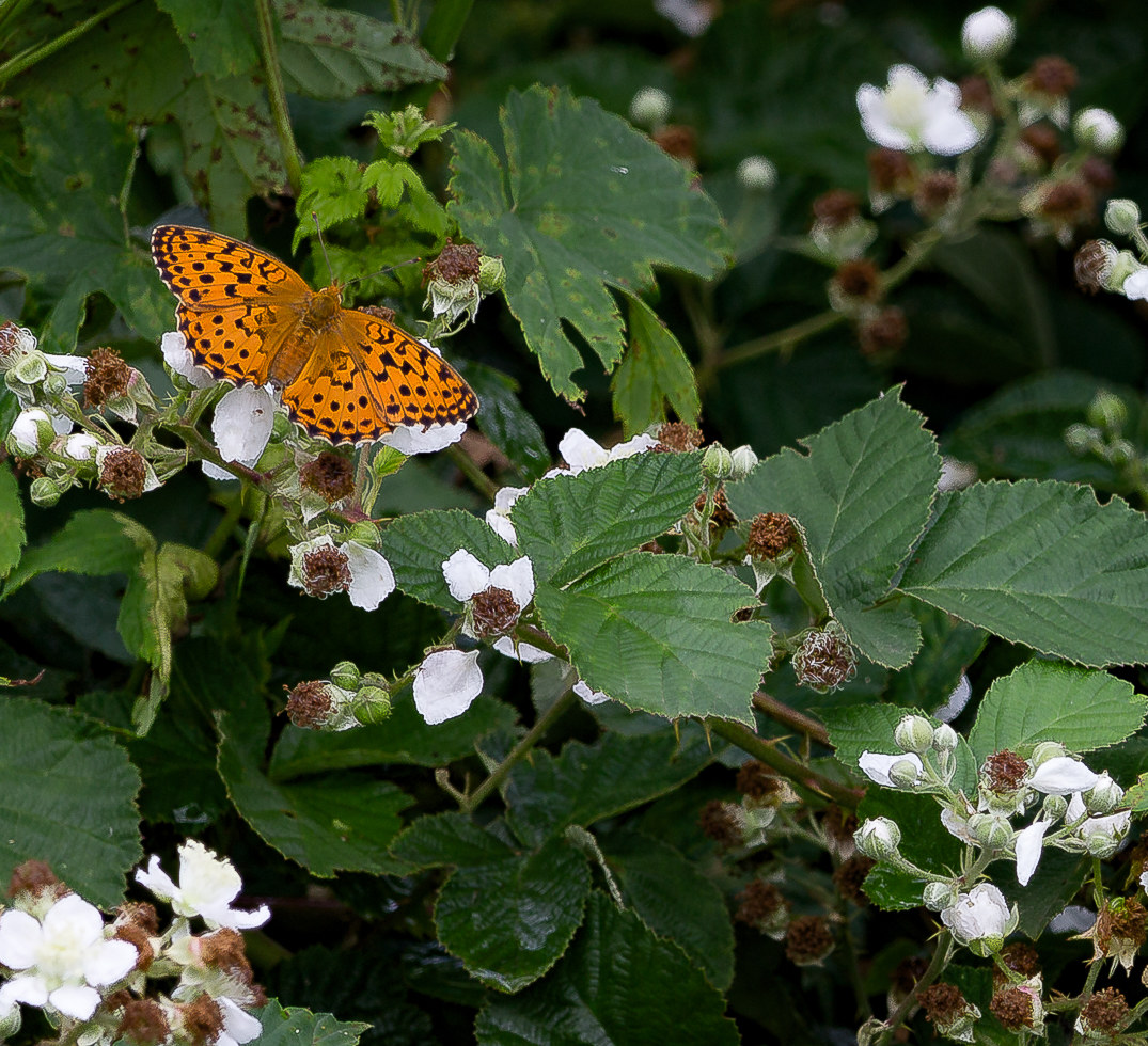 Argynnis paphia 2