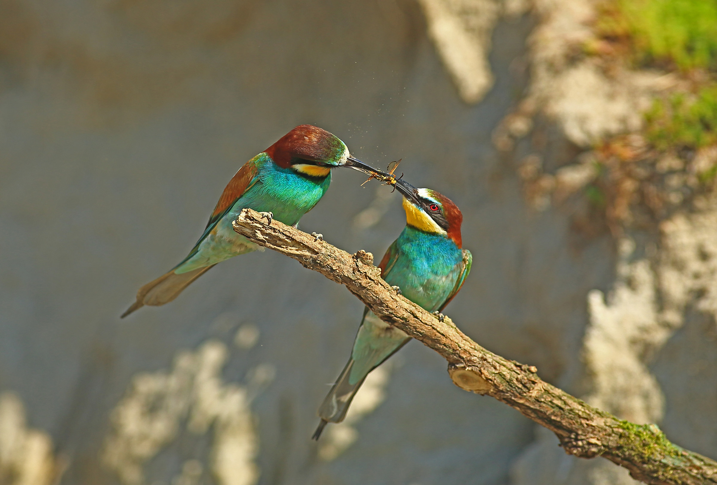 bee-eaters