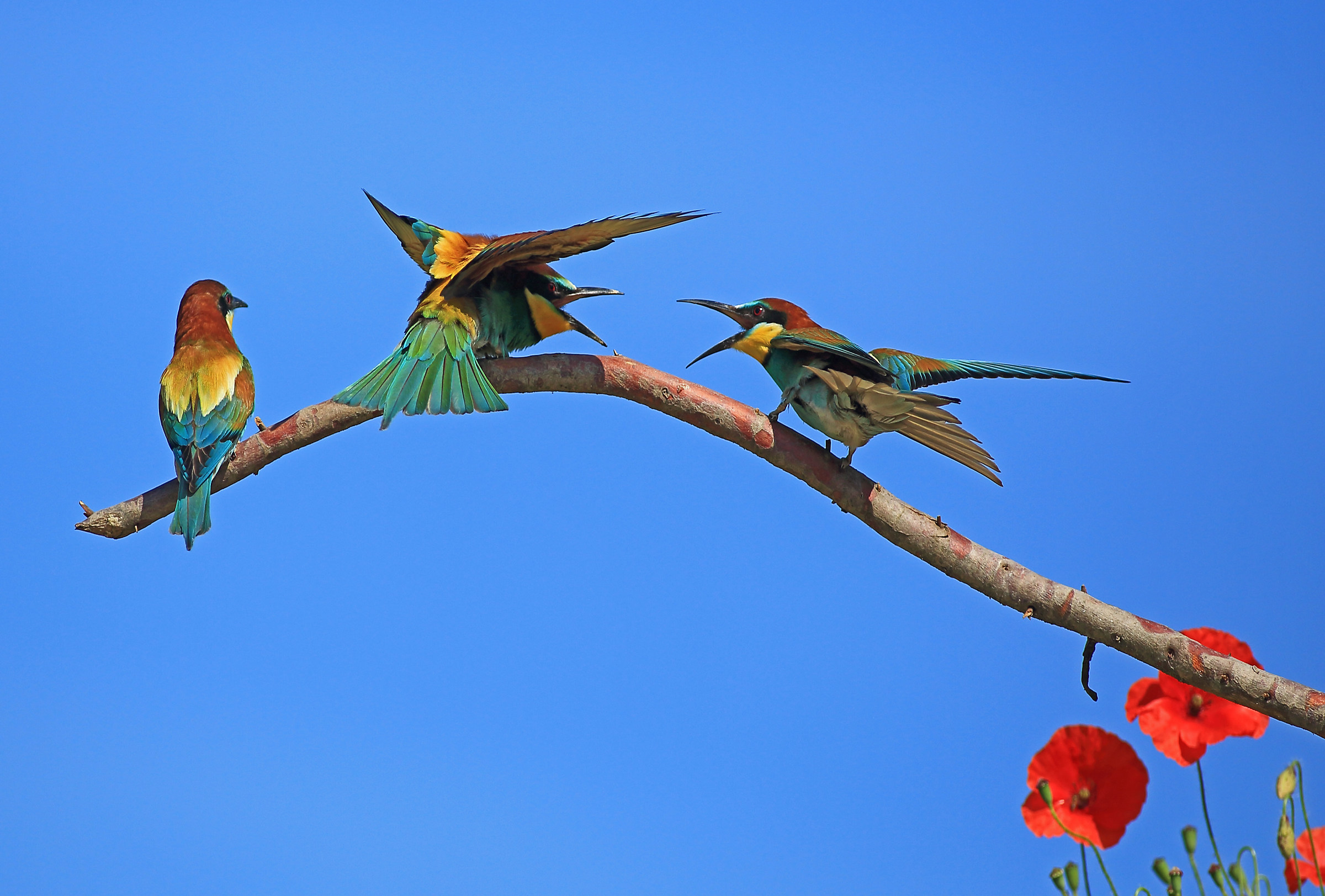 bee-eaters