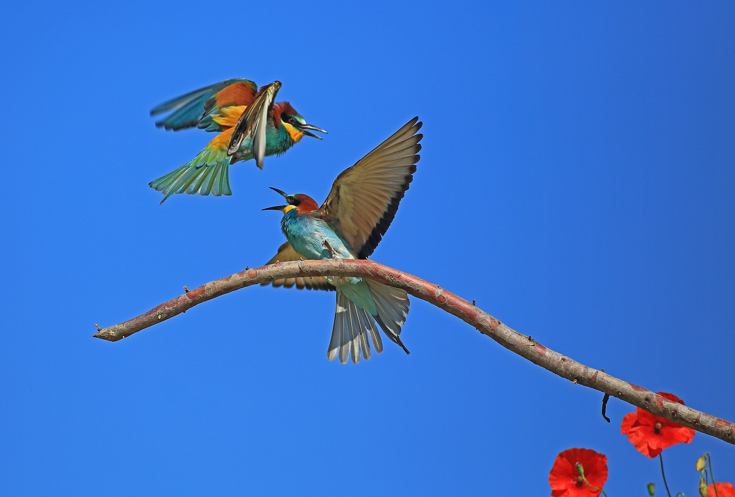 bee-eaters