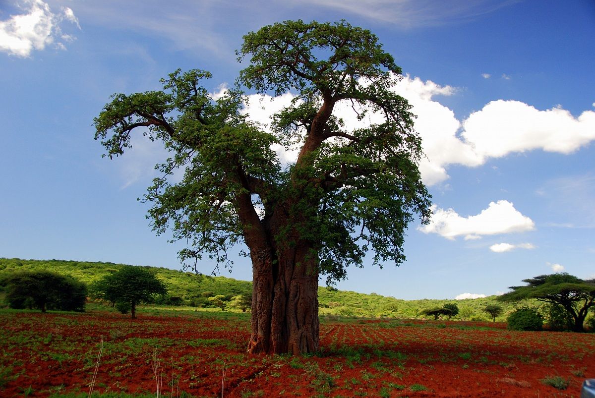 Bao bab Tanzania