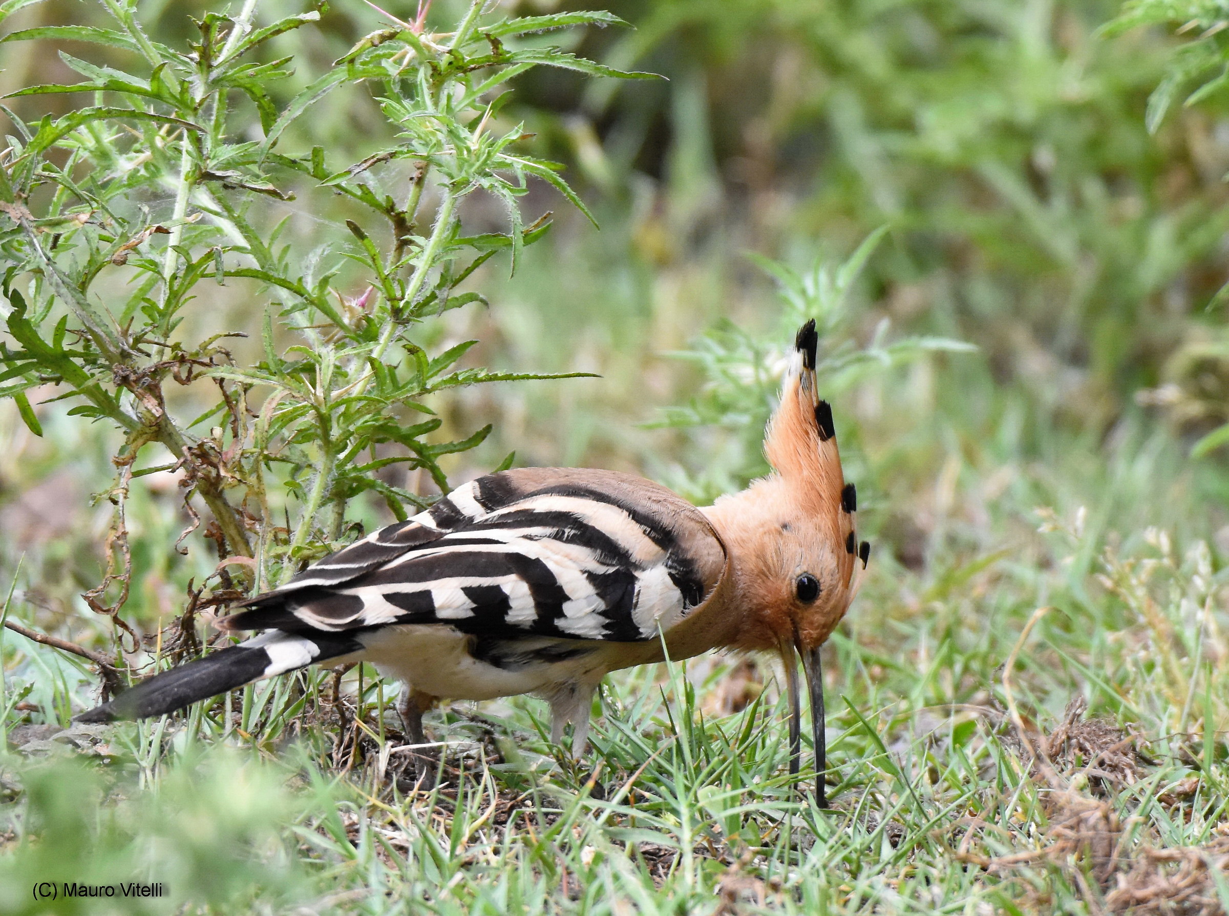 Hoopoe