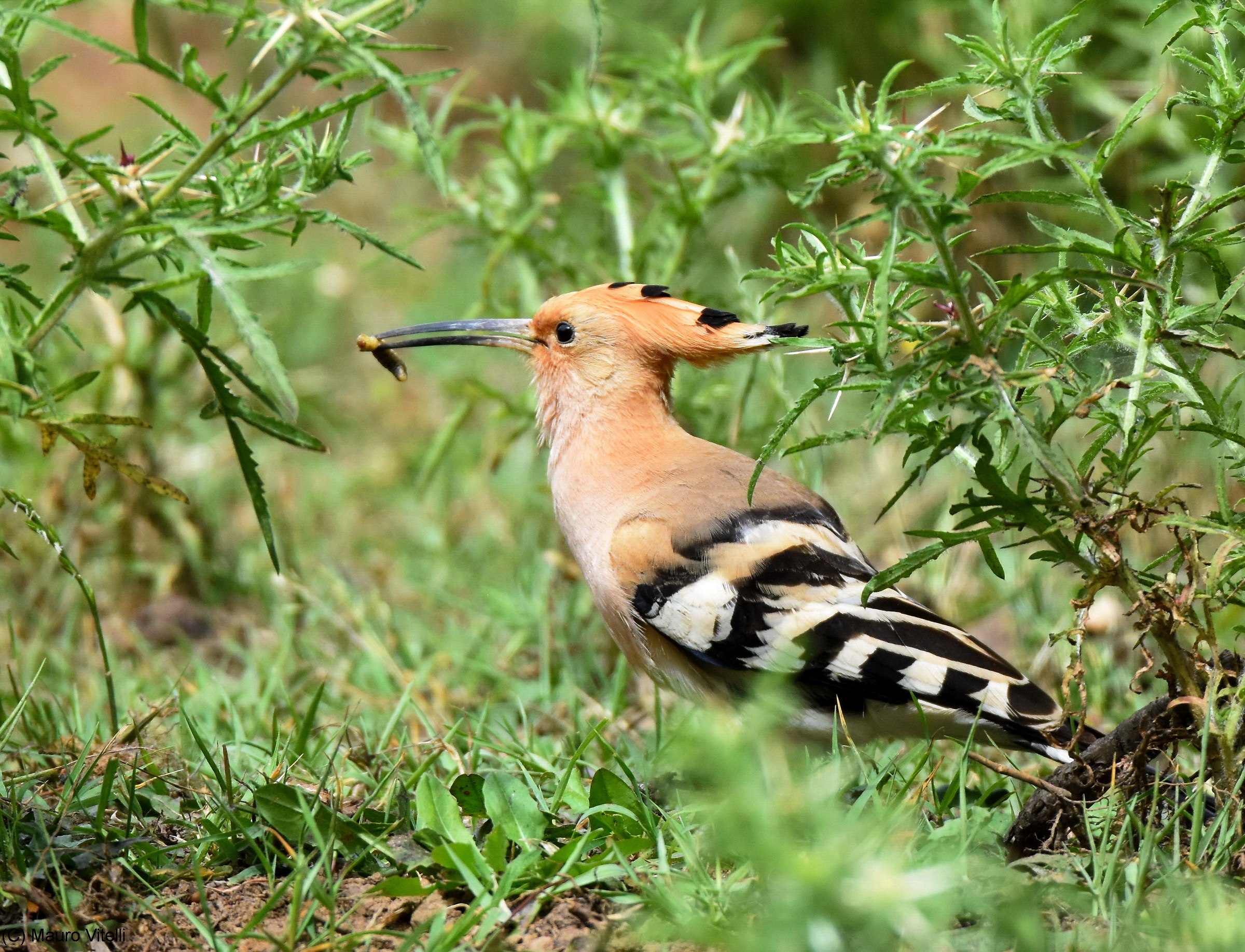 Hoopoe
