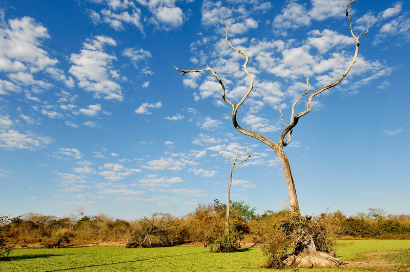 Pantanal - Brazil