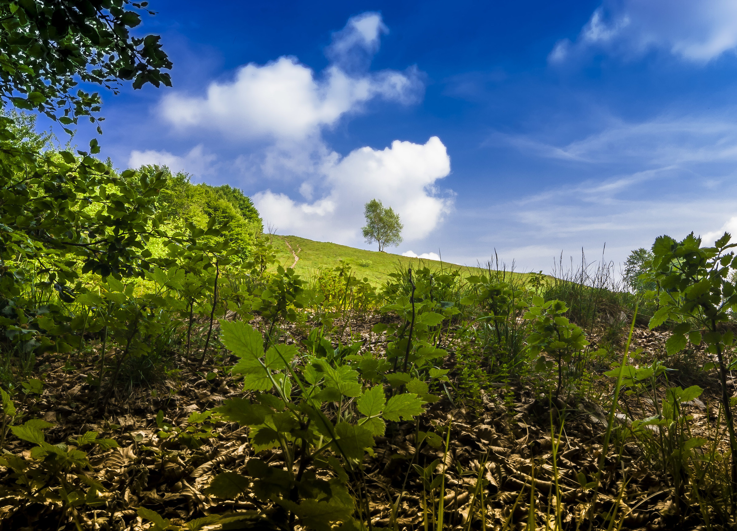 dal sottobosco al cielo