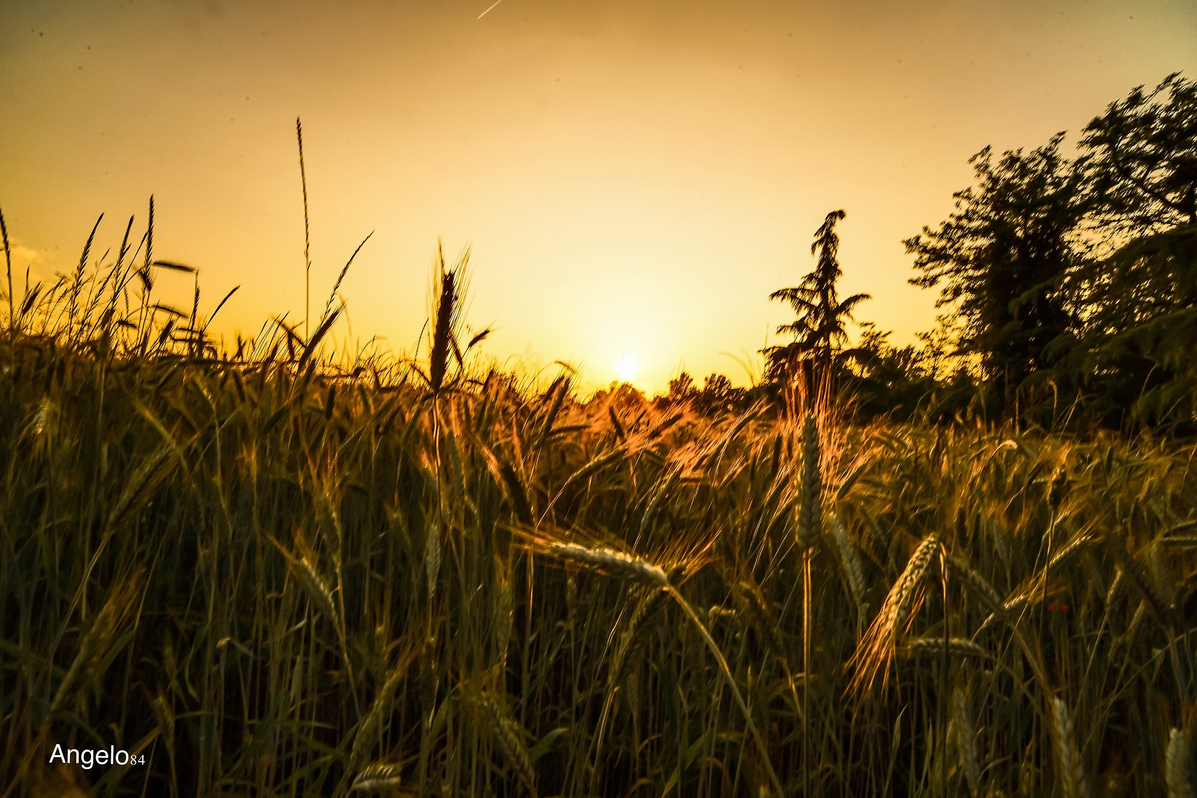 Ti porto lontano nei campi di grano...