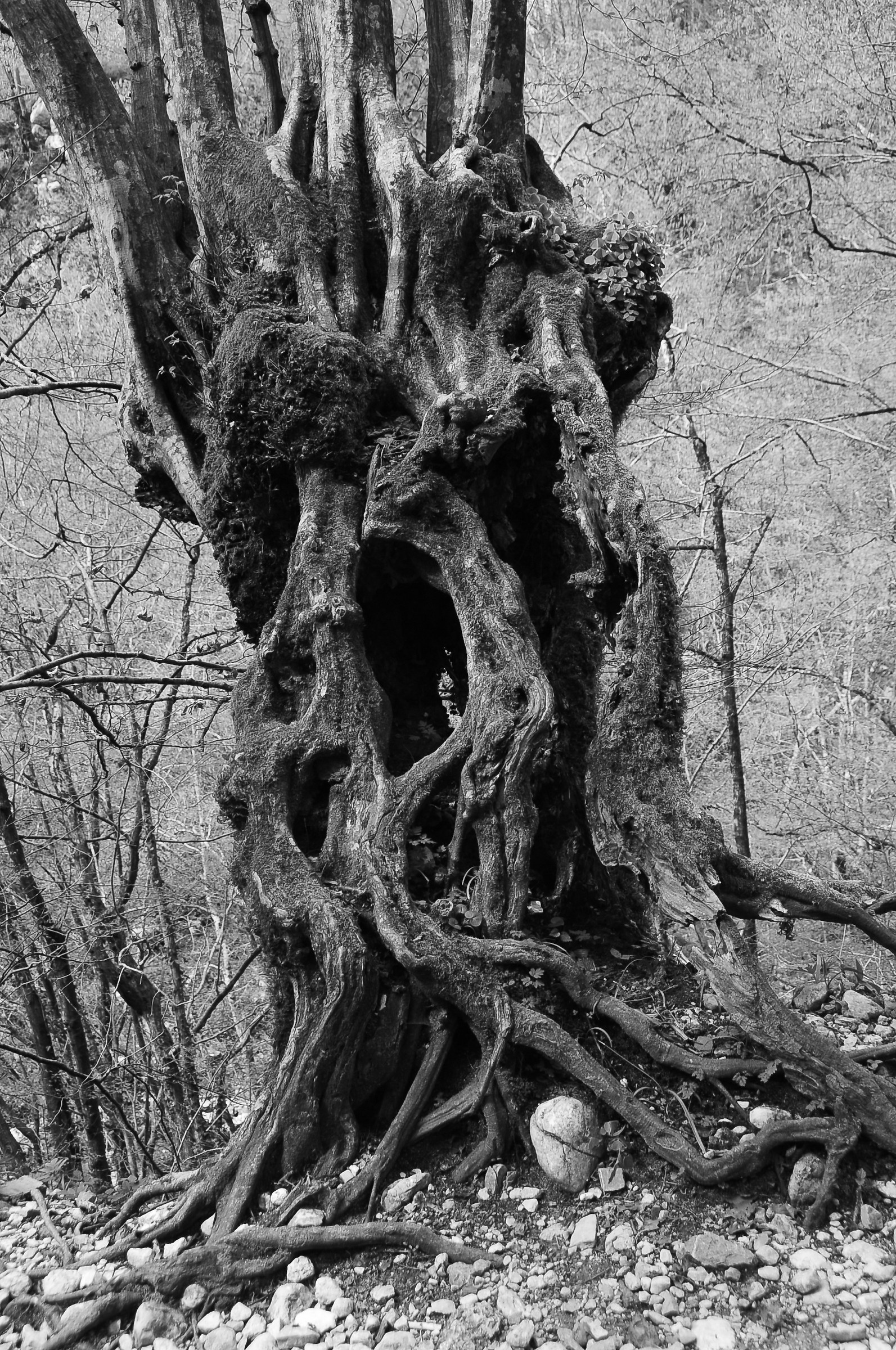 Lungo il sentiero del Kozjak