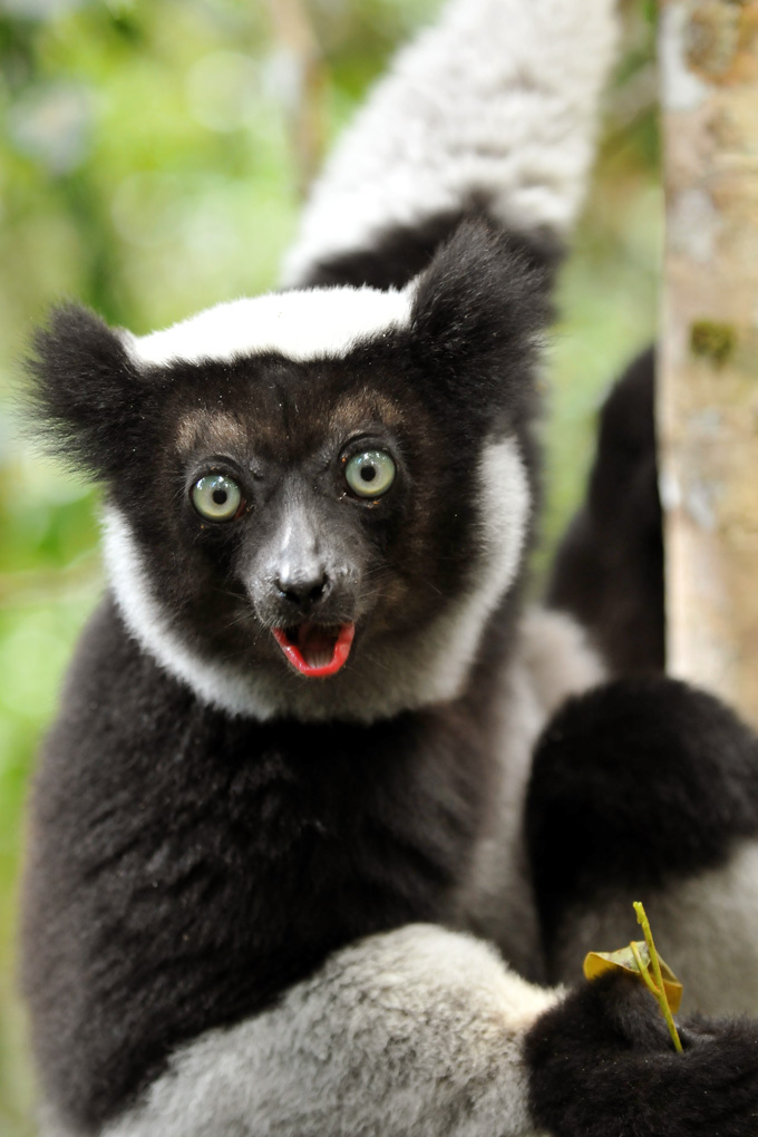 Indri Indri Lemur - Madagascar