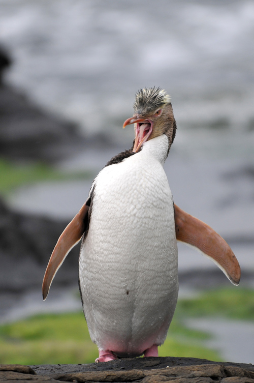 Yellow-eyed penguin - New Zealand