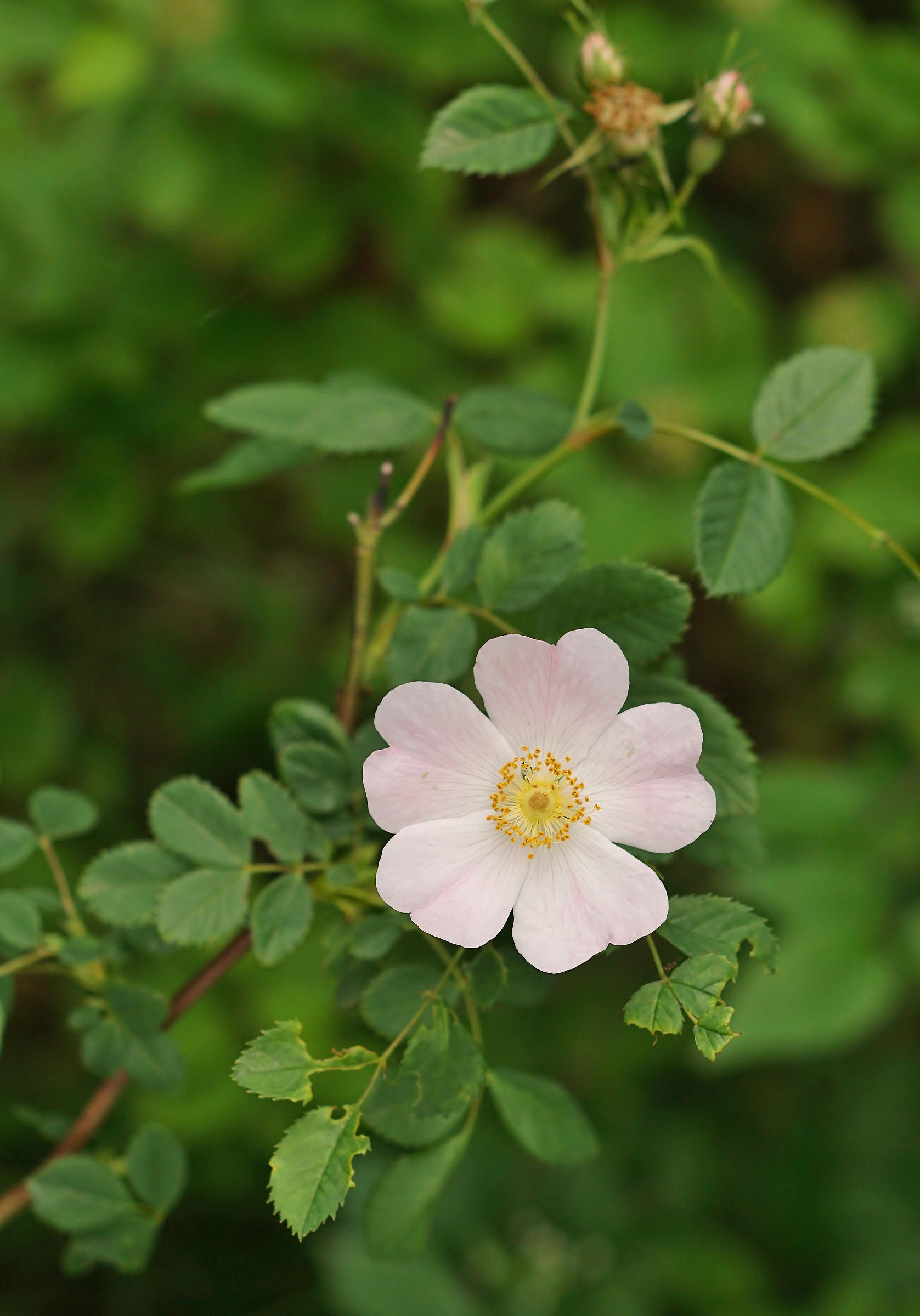 Rosa primavera