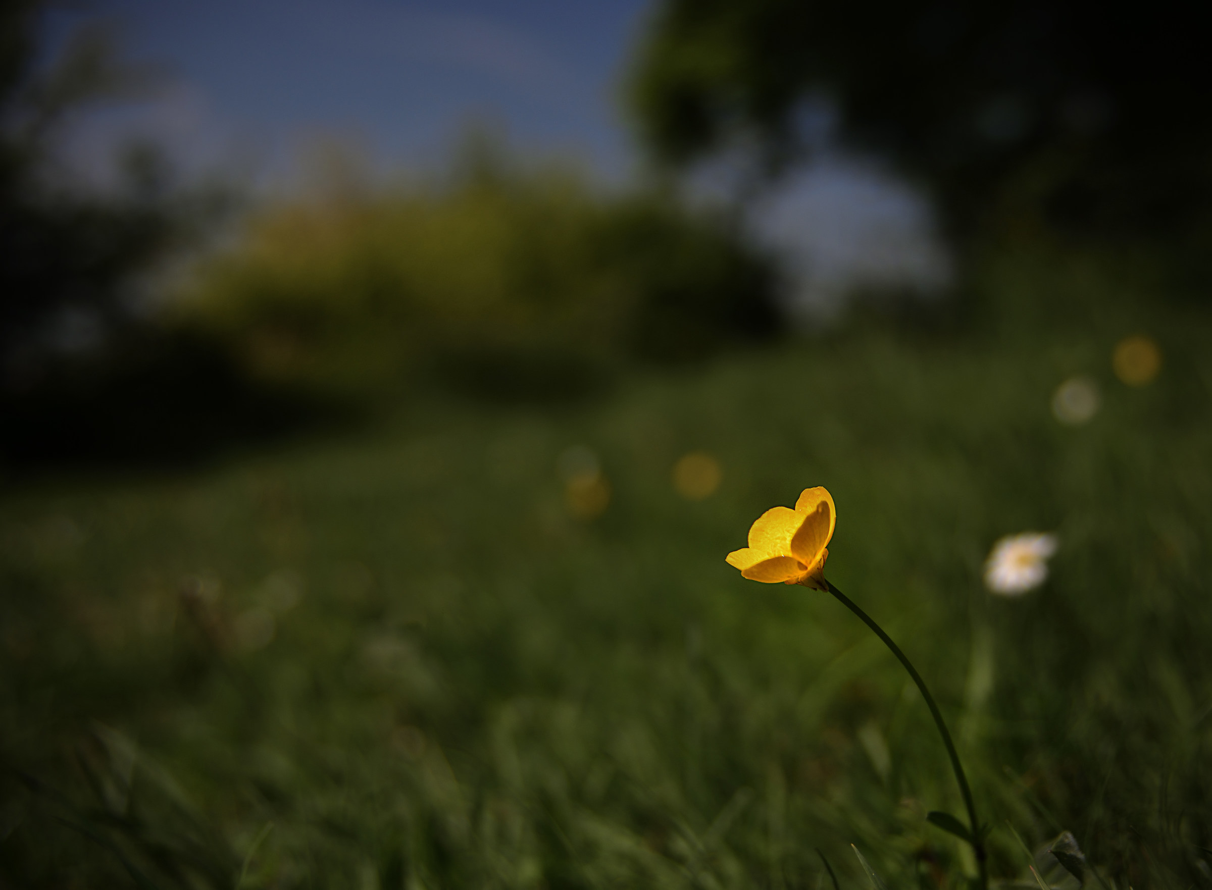 The Buttercup