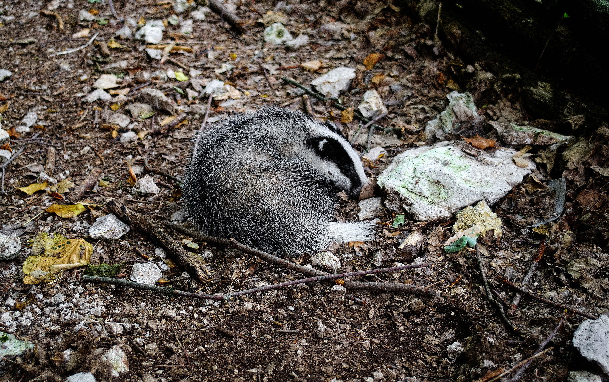 Piccolo di tasso morente