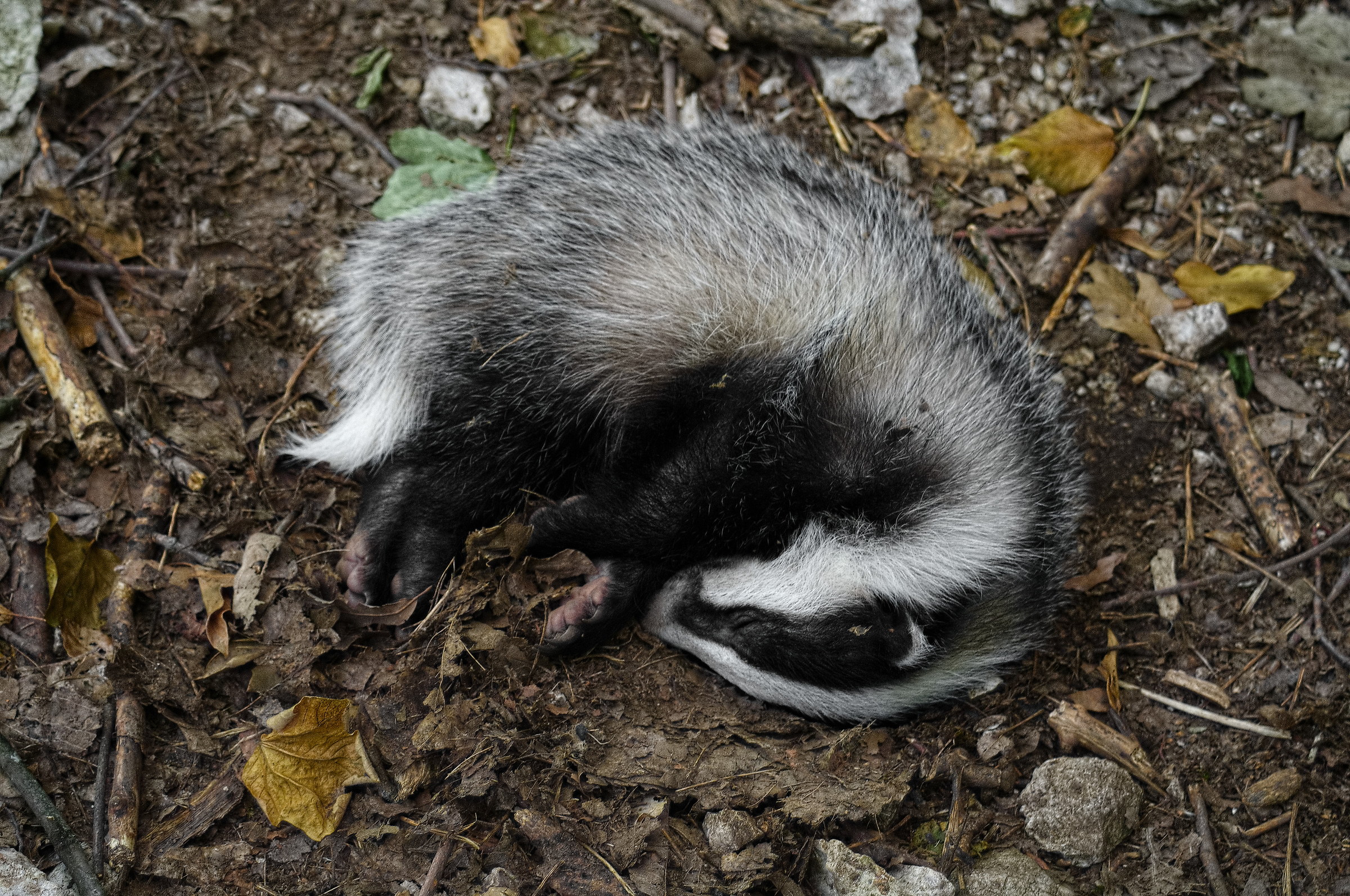 Piccolo di tasso morente 2