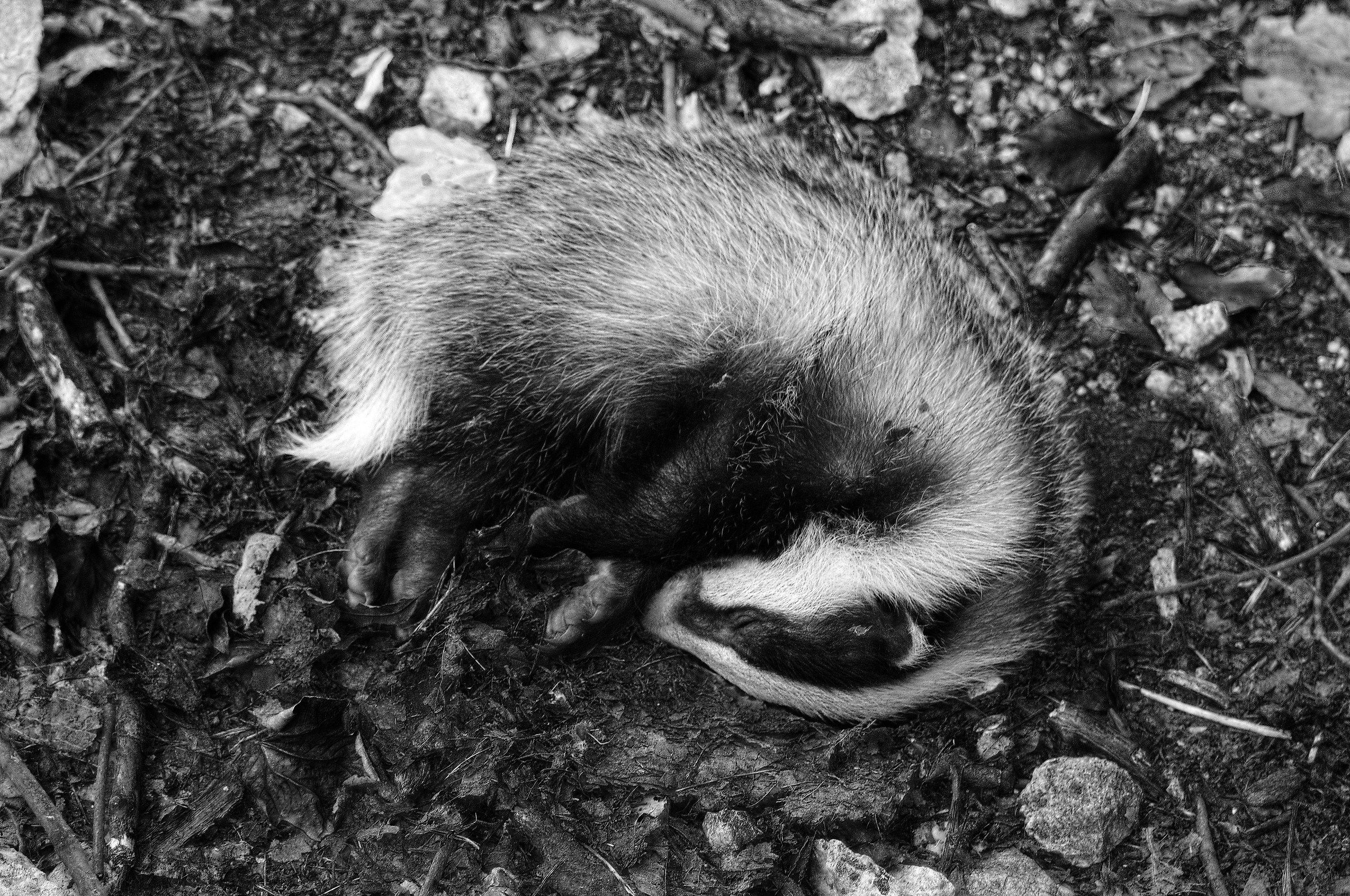 Piccolo di tasso morente 2 b&w