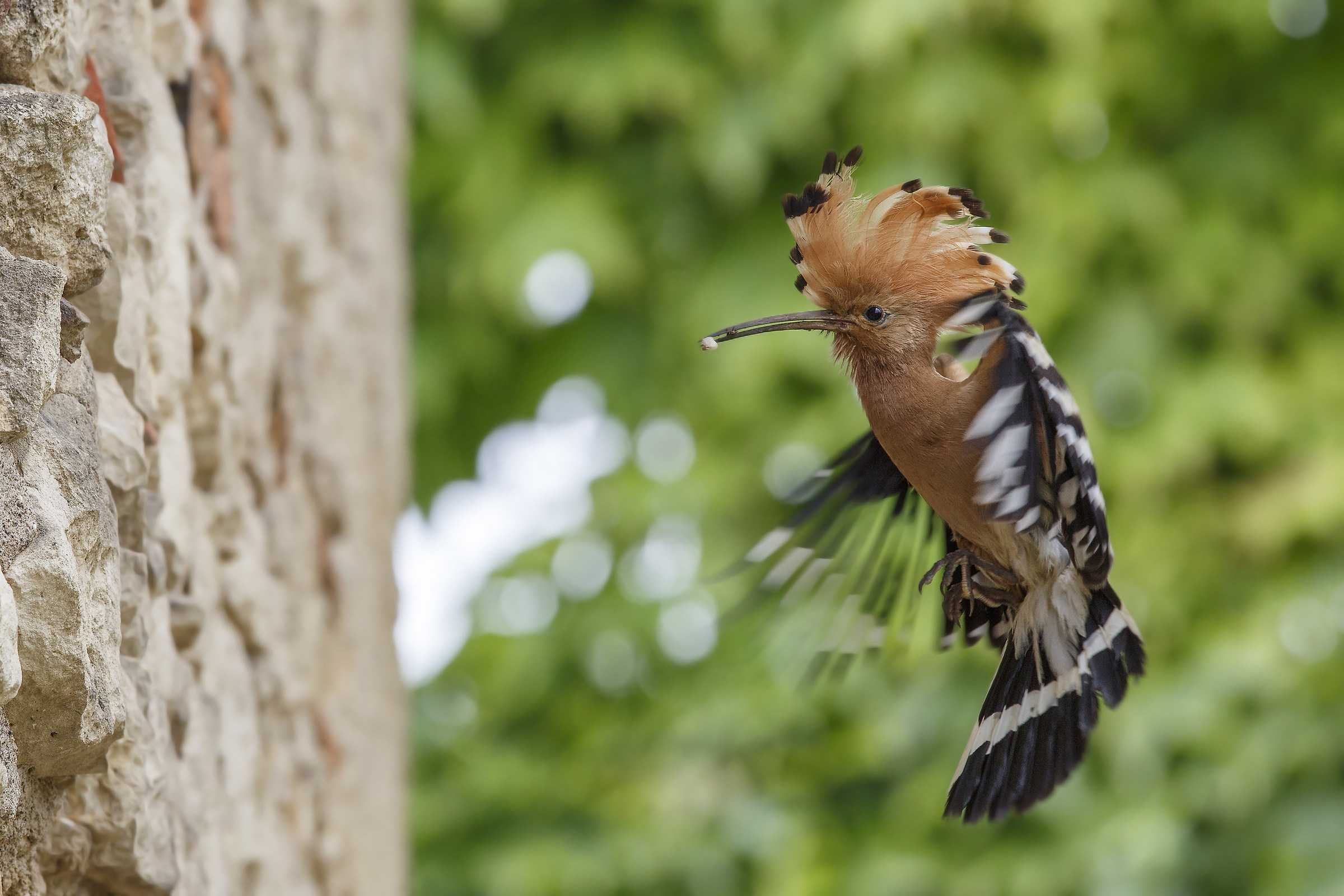 Hoopoe, the most beautiful