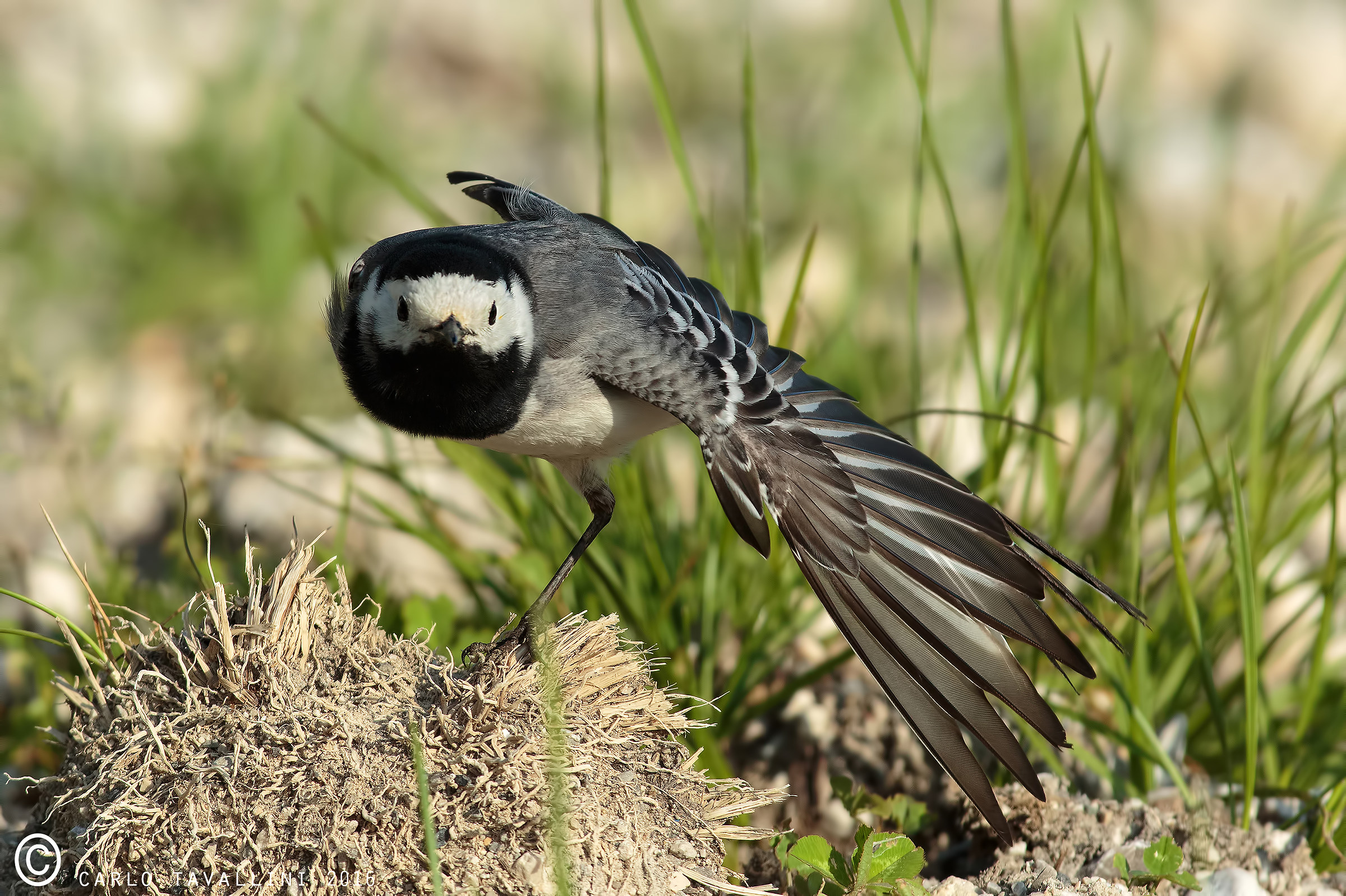 White dancer stretching