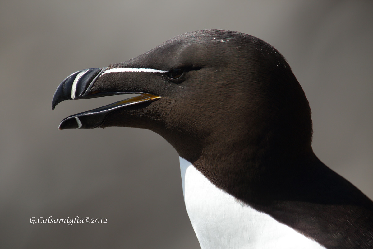 Razorbill