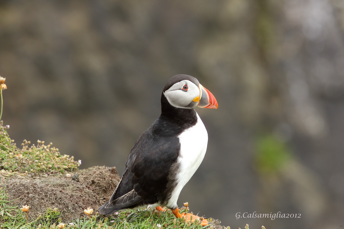 Puffin