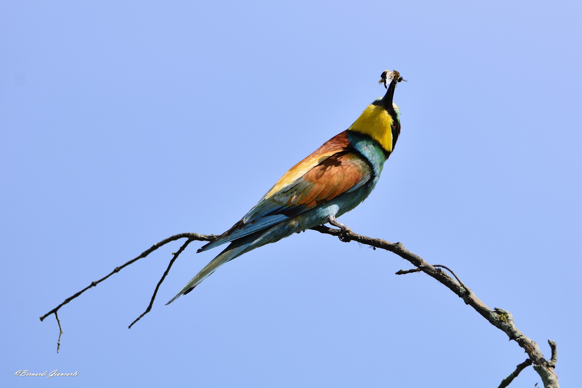 Bee-eater with bee.