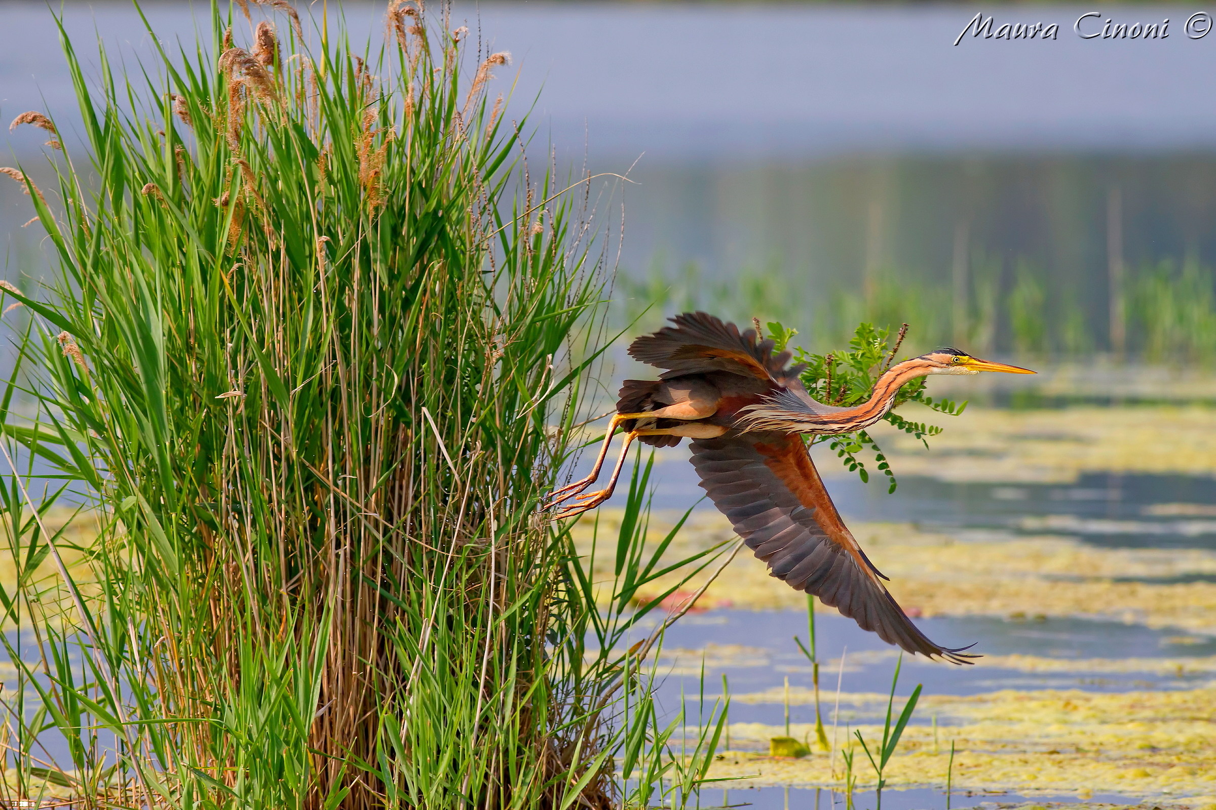 Purple Heron in environment