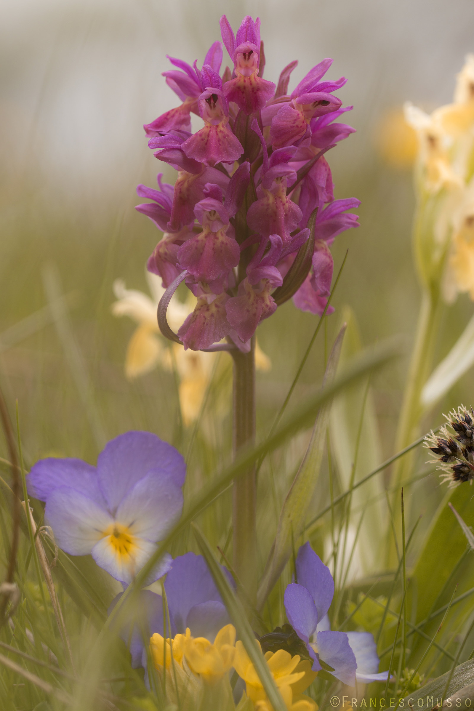 Dactylorhiza sambucina