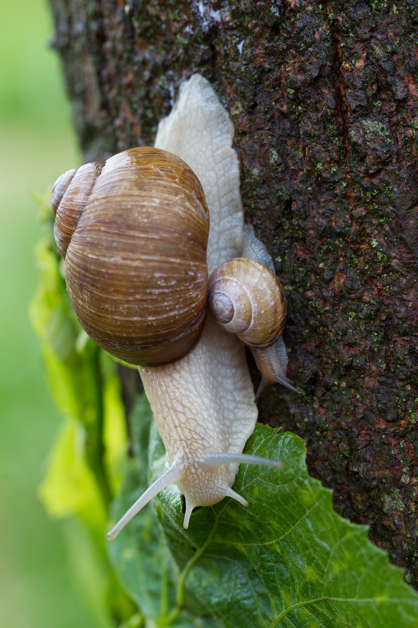 La Mamma e la Figlia