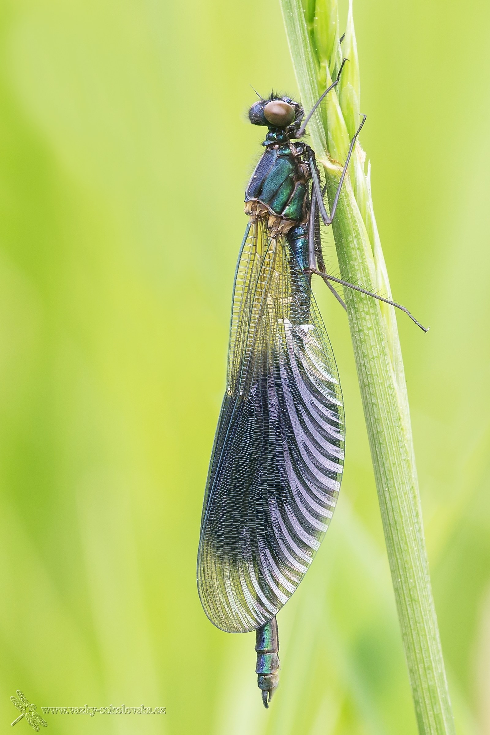Calopteryx splendens