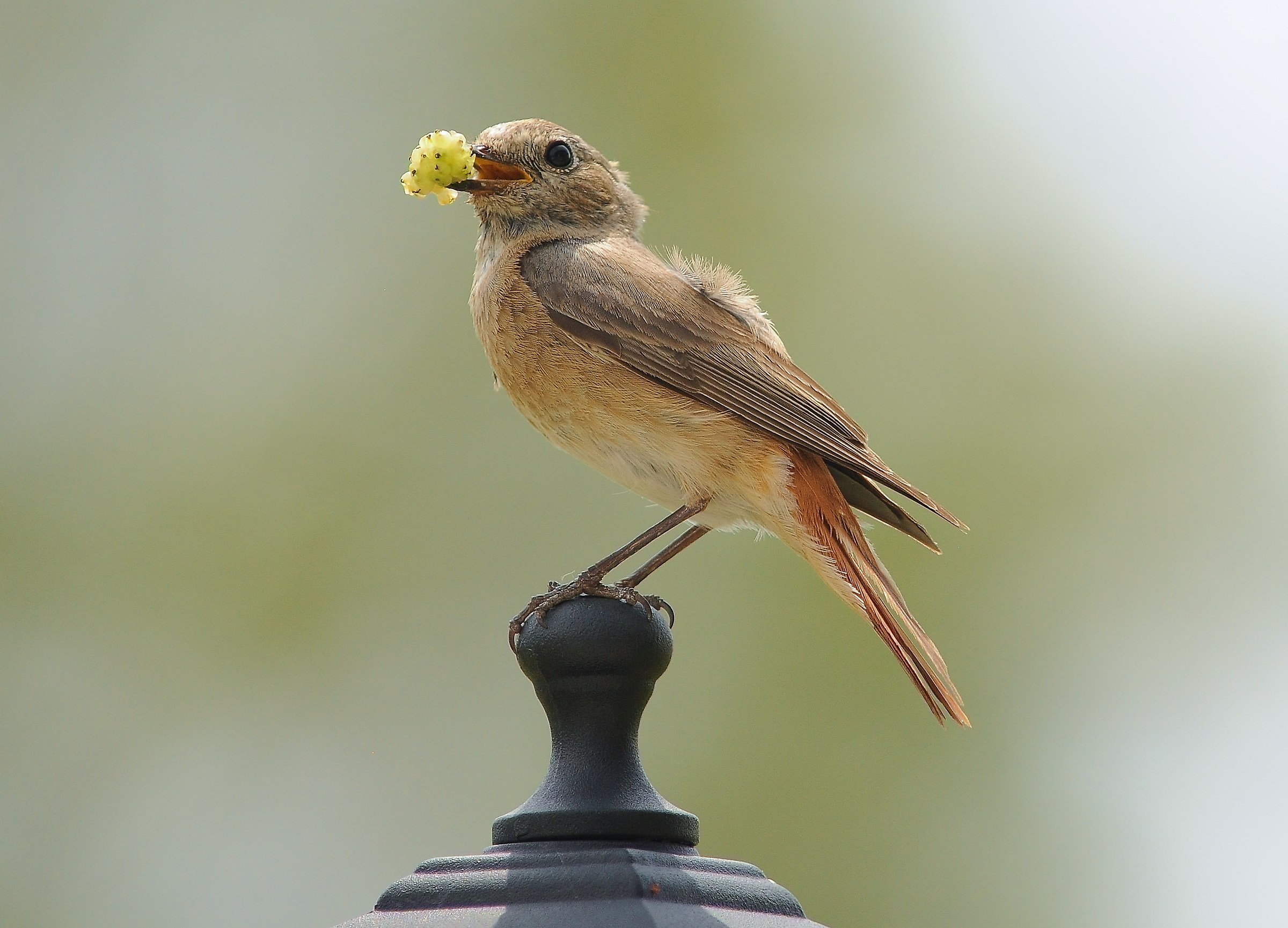 Female redstart