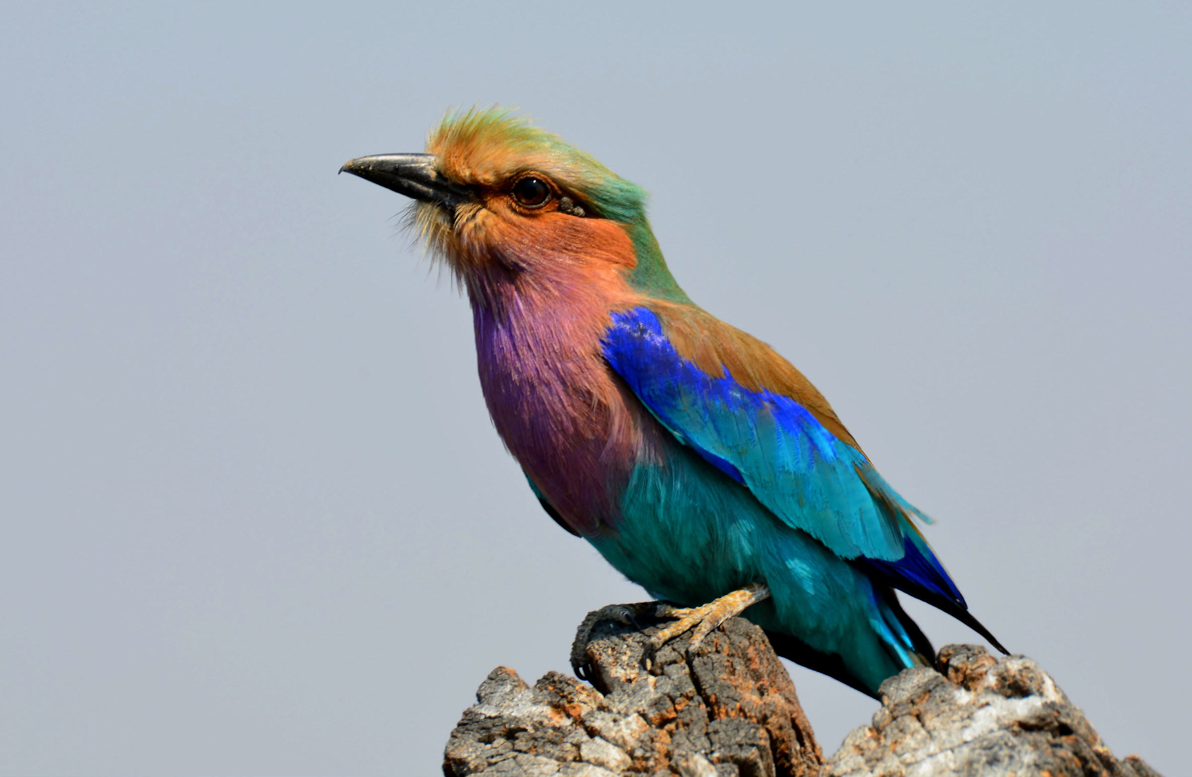 Lilac-breasted Roller ...