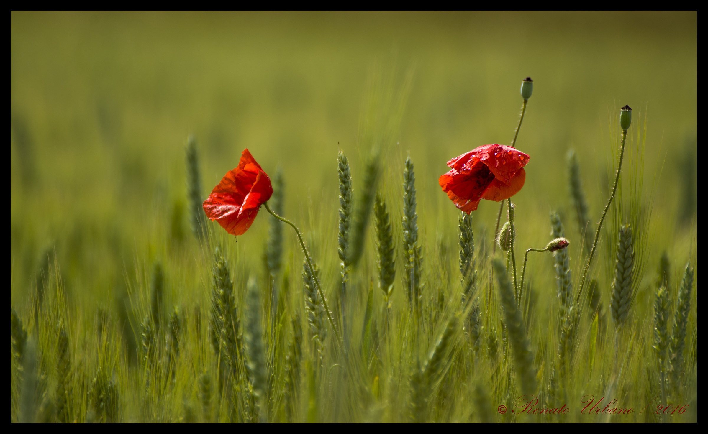 Poppies in a sea of ??corn