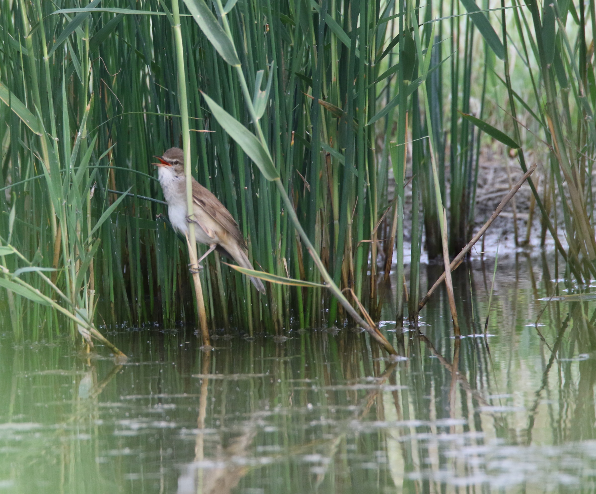 great reed warbler