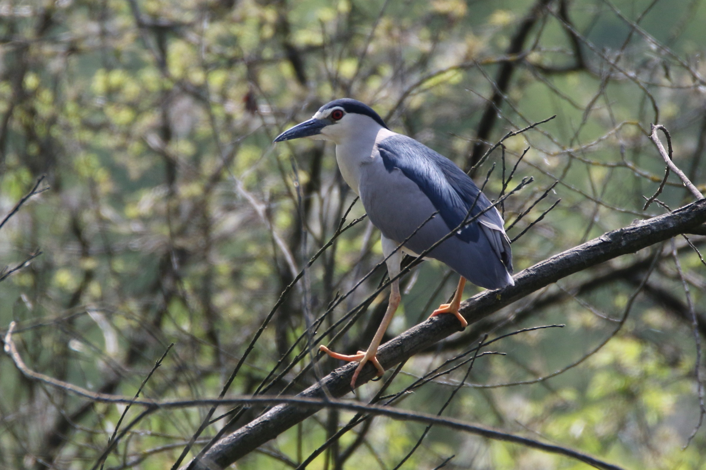 Night Heron