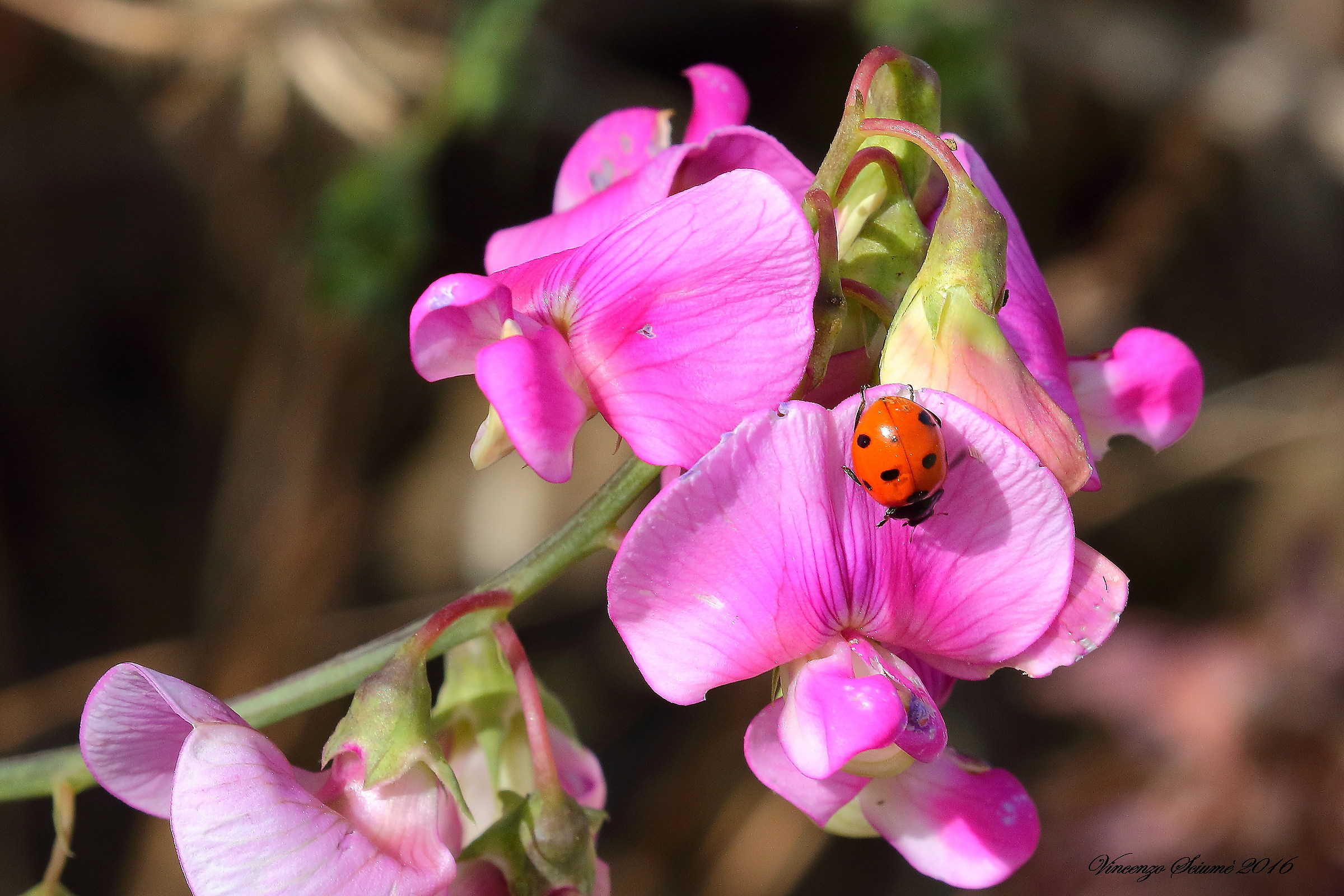 Orchid with ladybug.