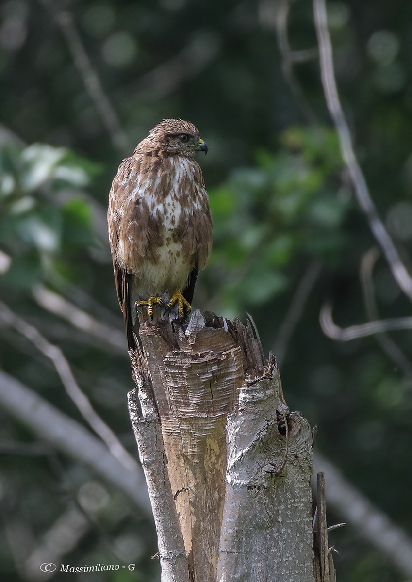 Buzzard (Buteo buteo)