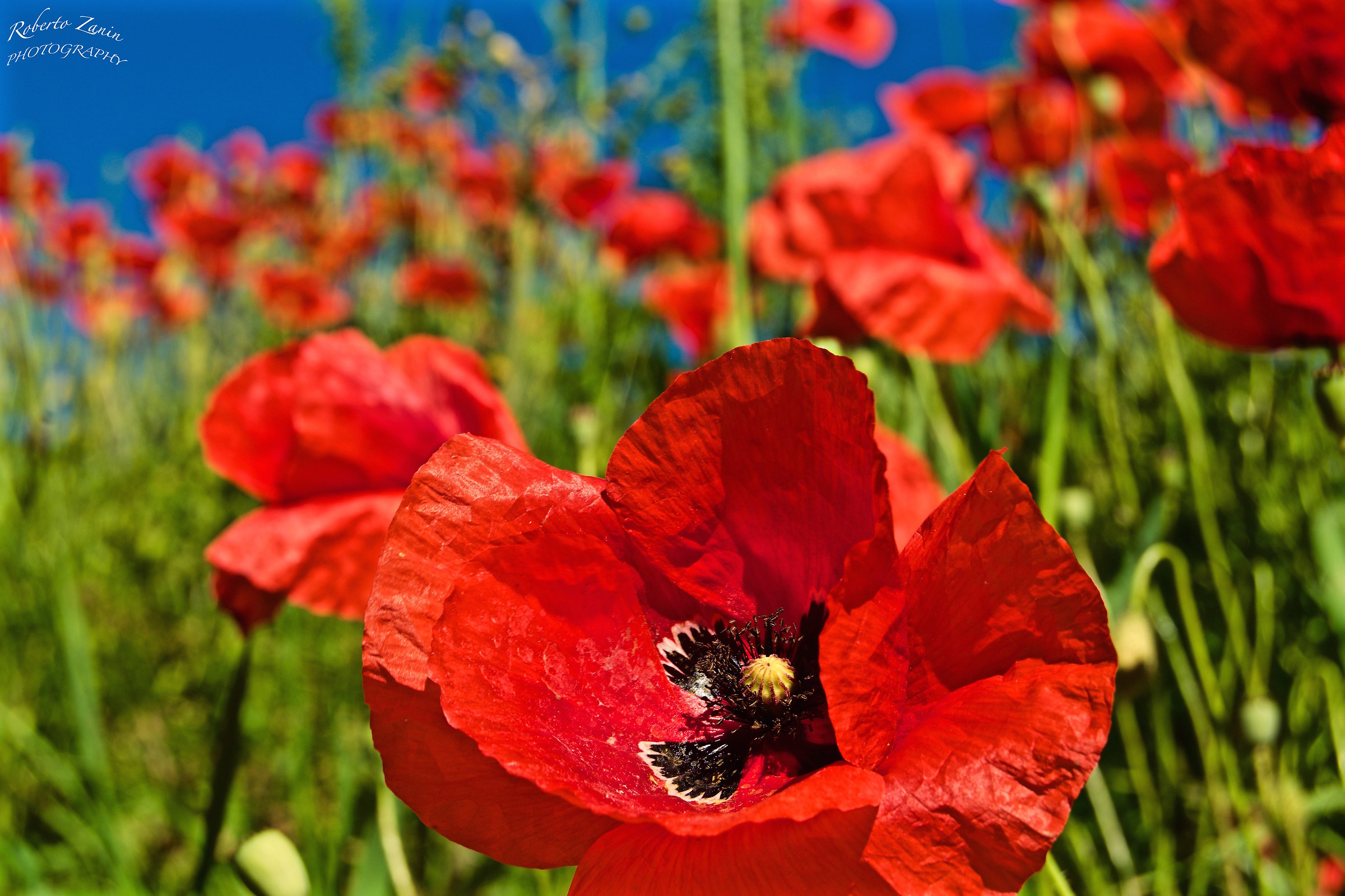 Still papaverando ...