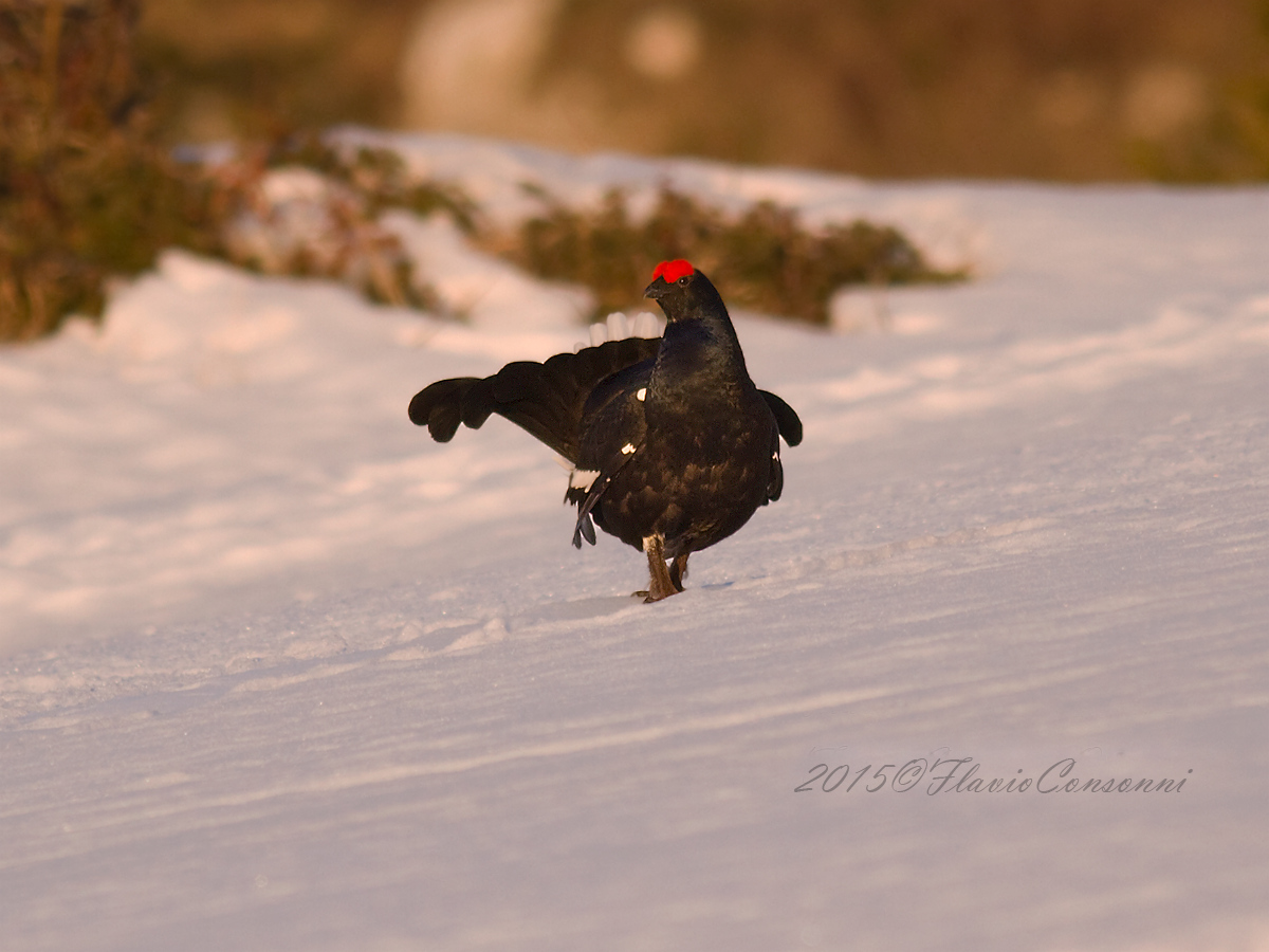 in attesa dell'avversario