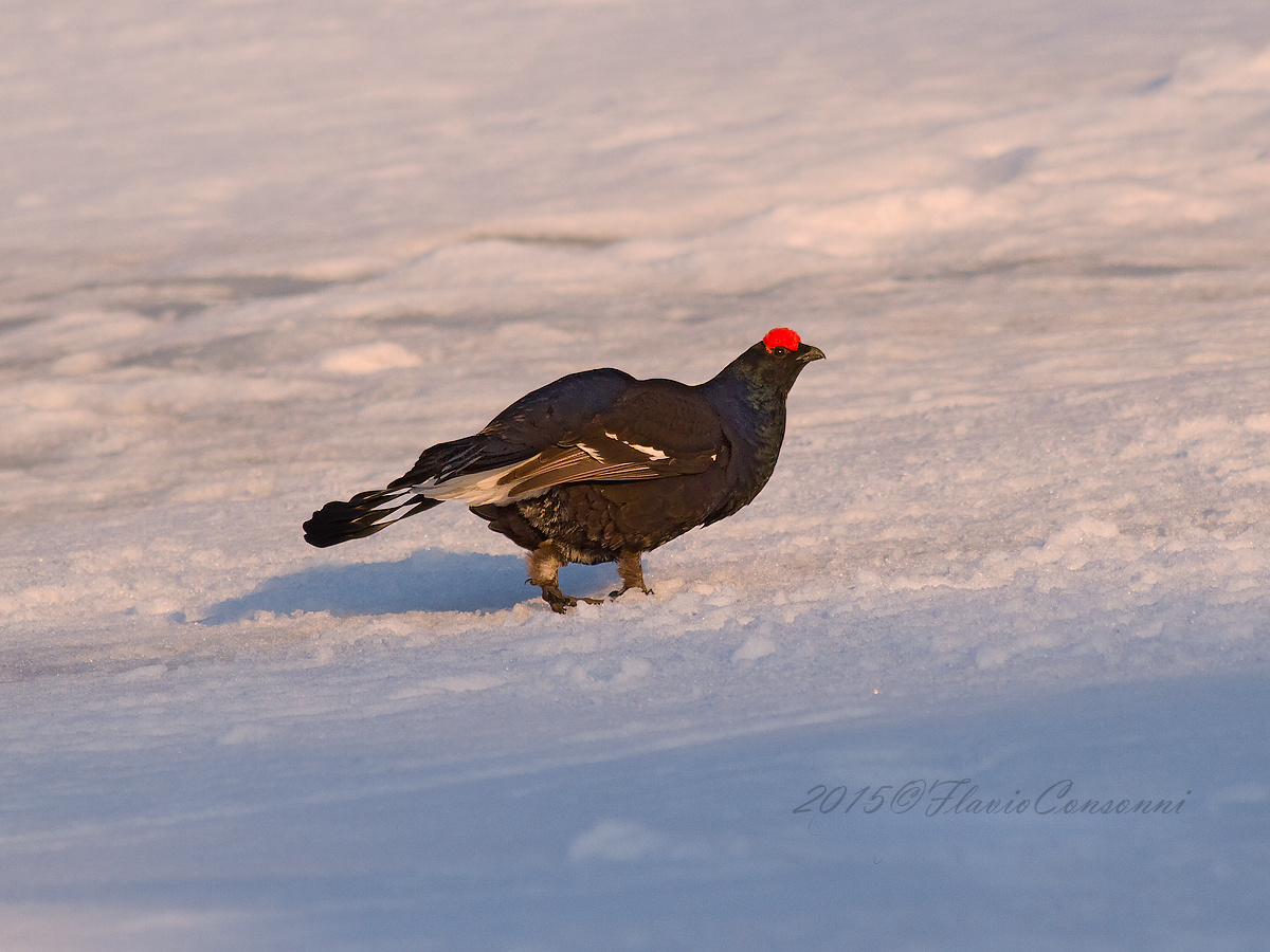 Il gallo nella neve