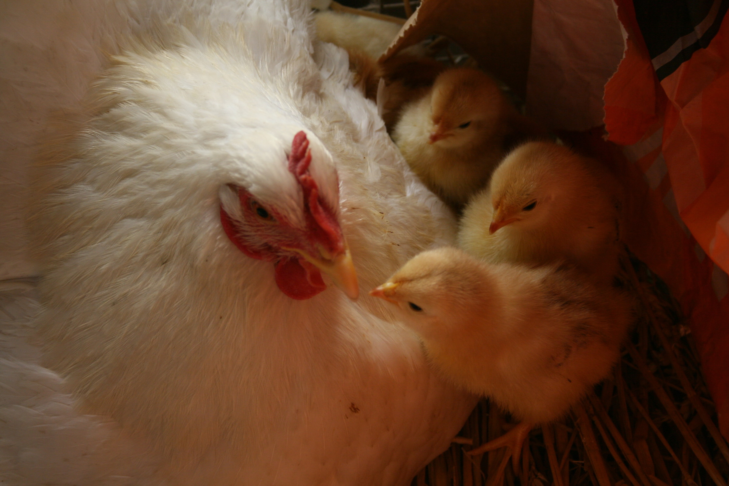 chicchinella and his new chicks