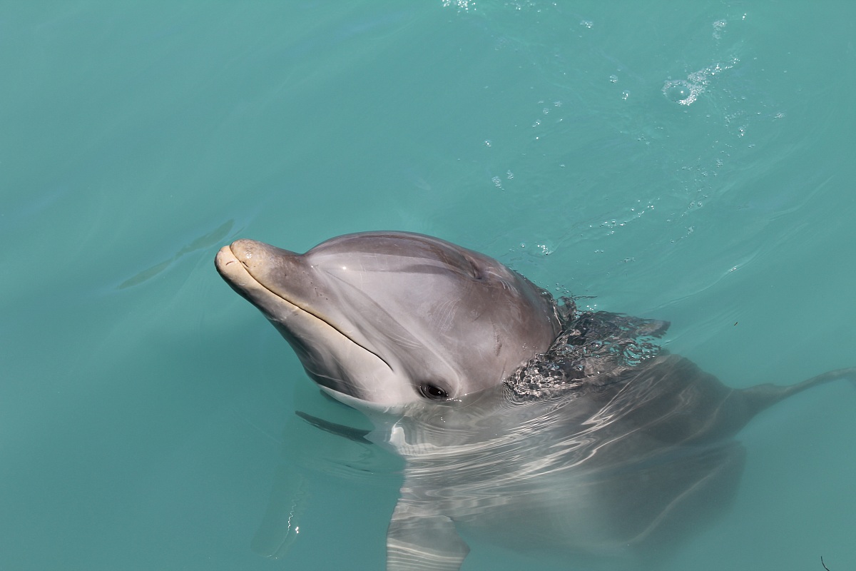 meeting with the dolphin