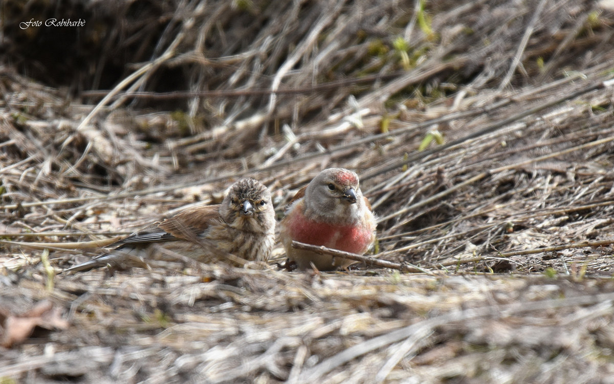 Fanelli in coppia...