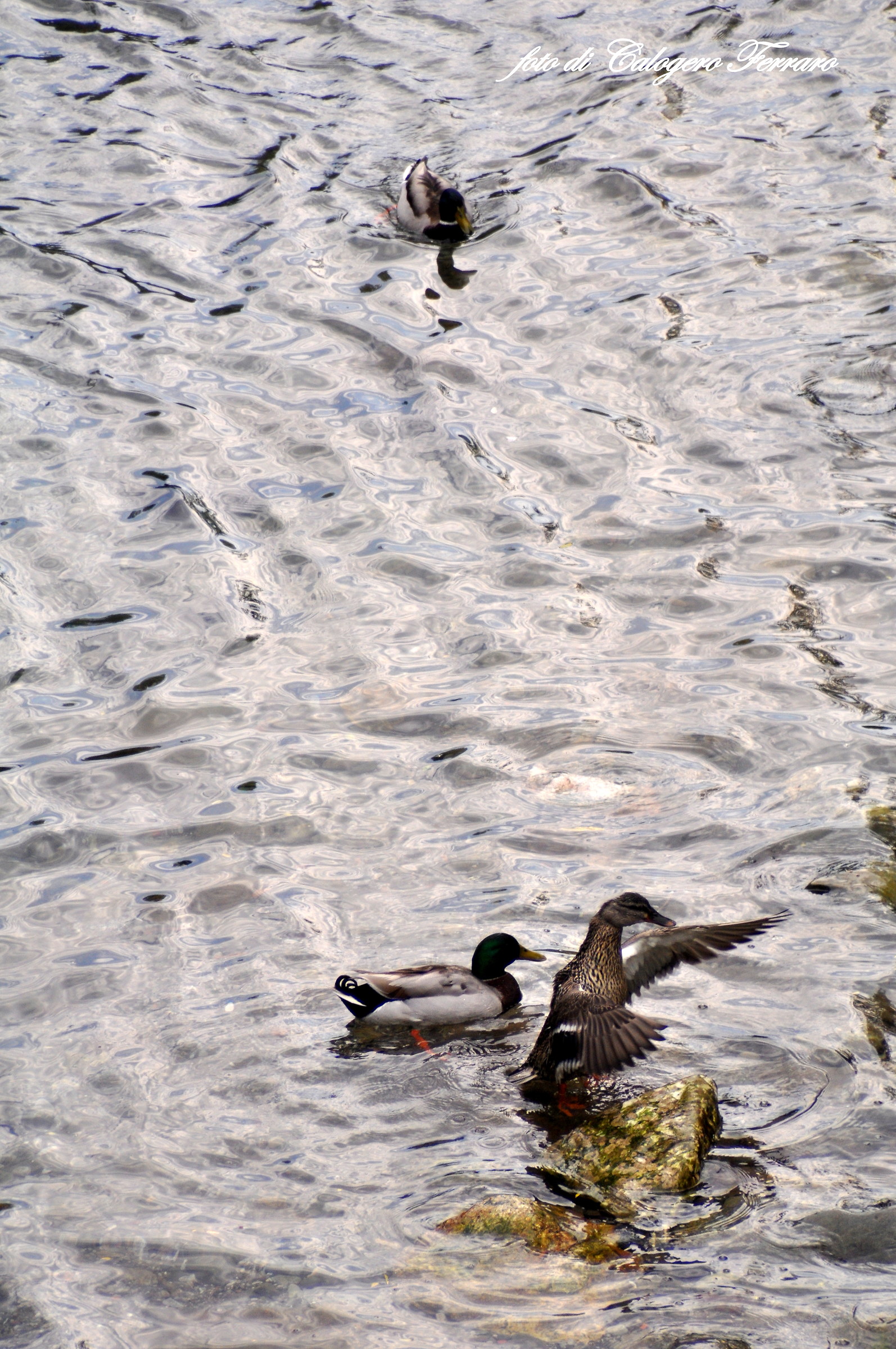 65 ° click on the Serio River