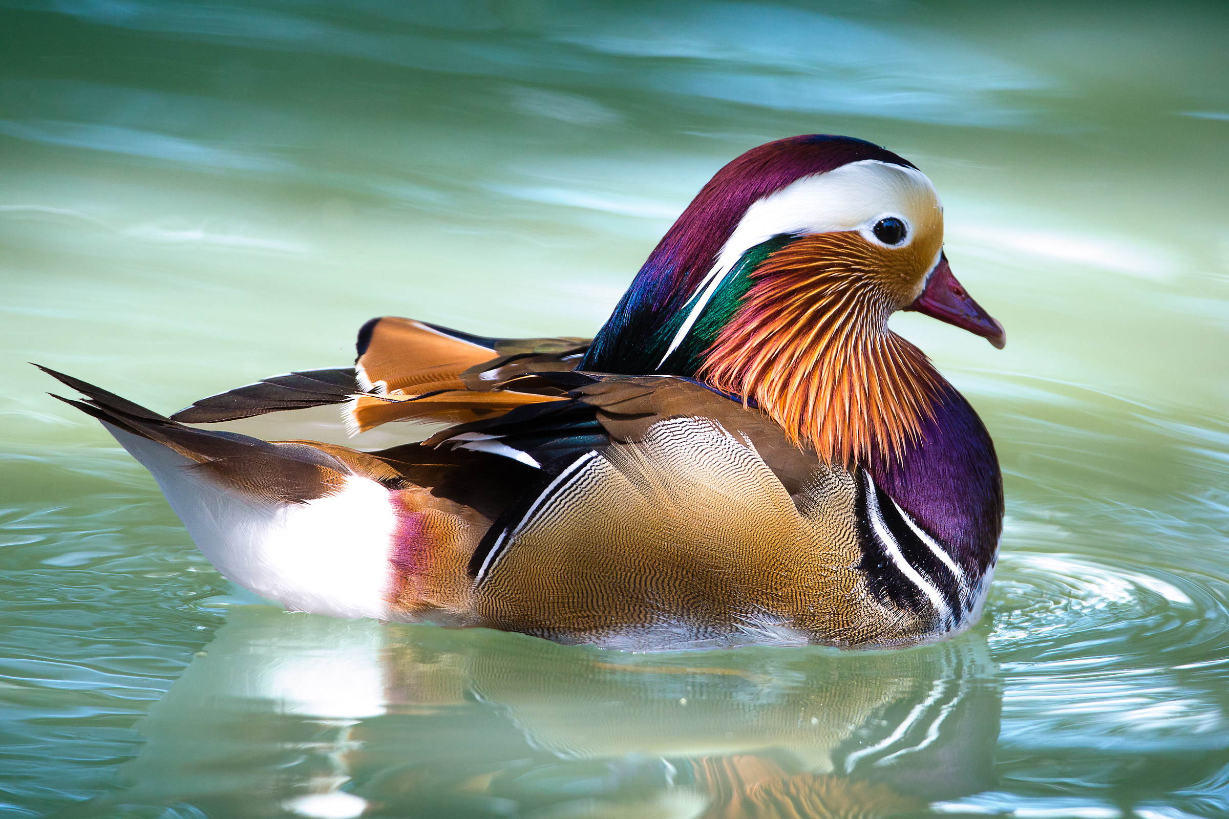 Anatra Mandarina - Aix galericulata