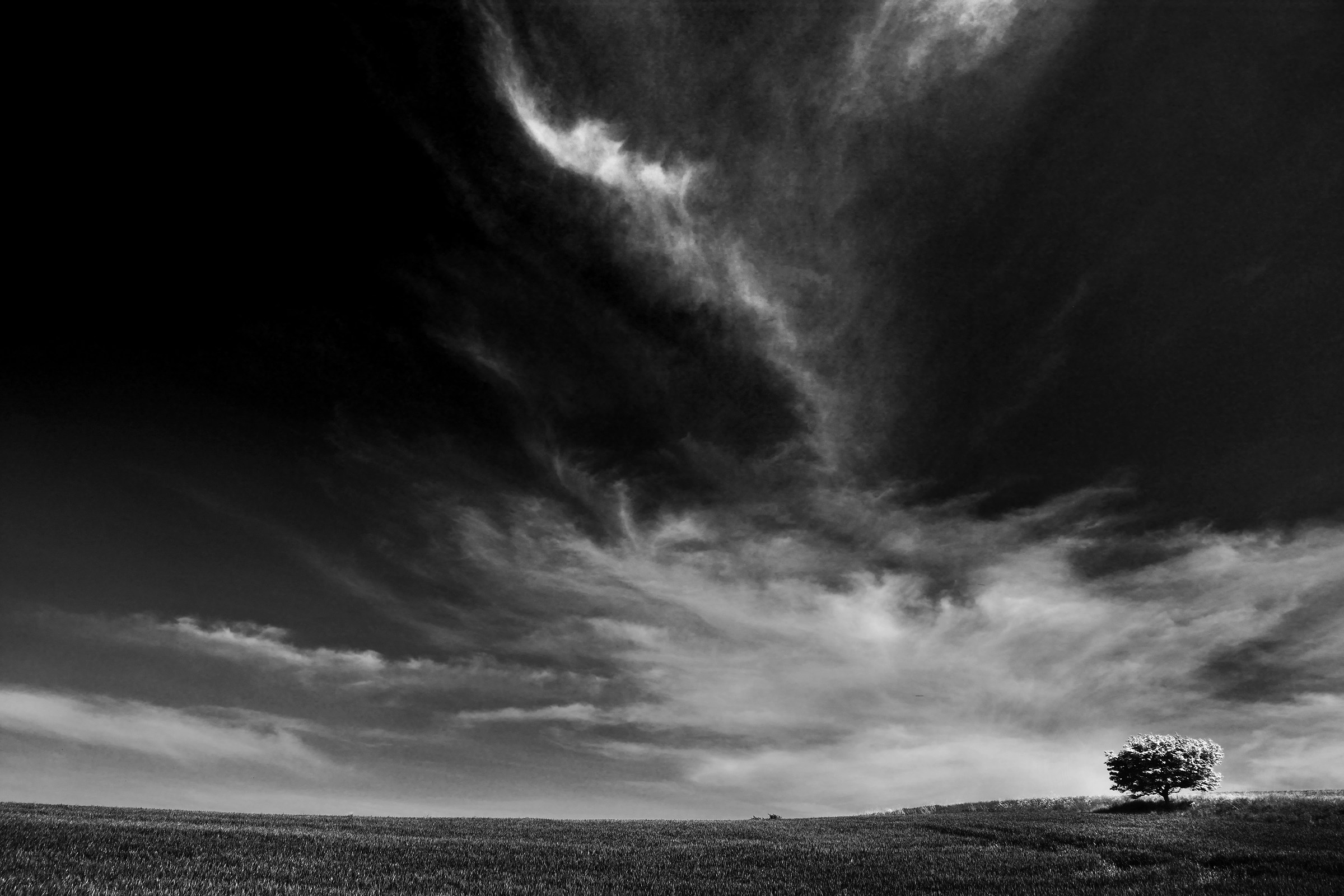 Hawthorn albero in fiore