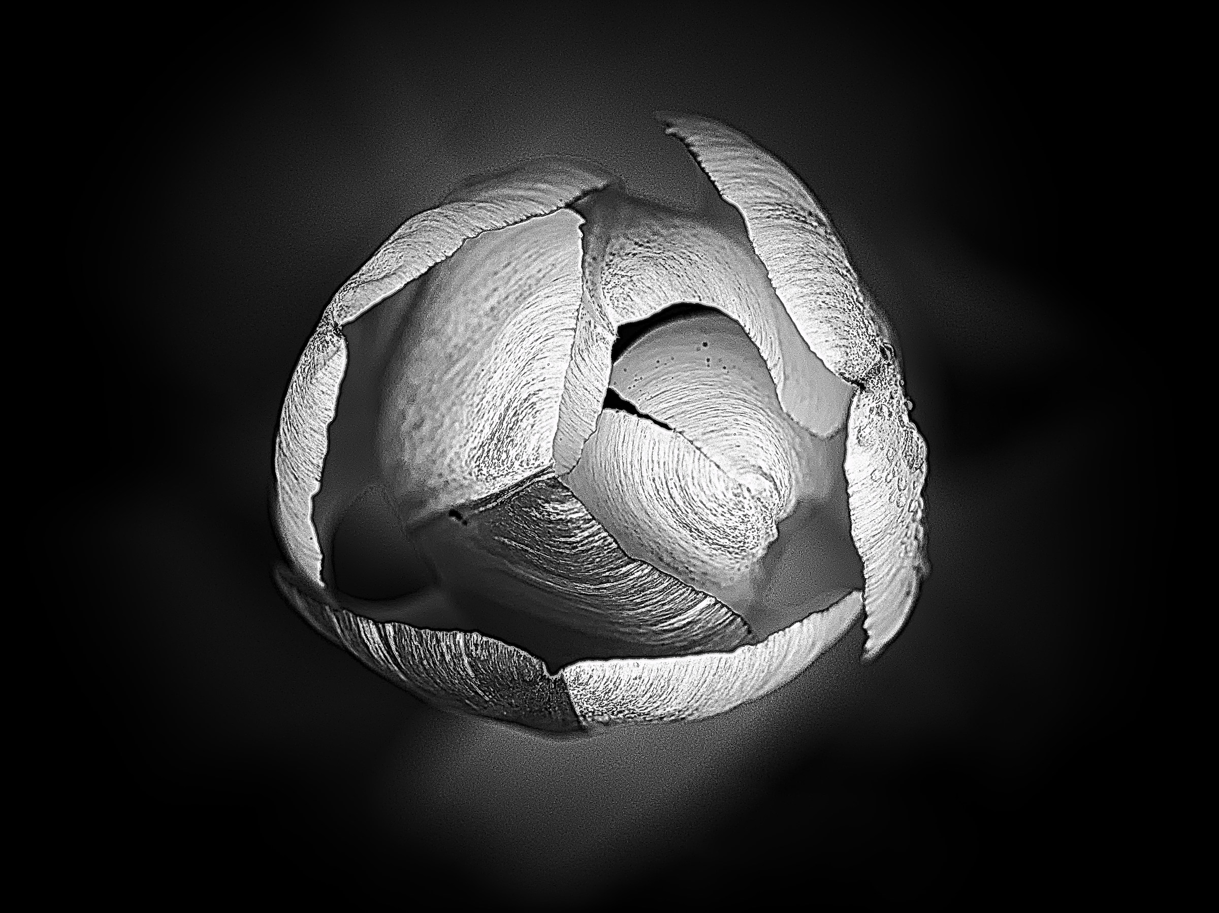 tulipano senza colore