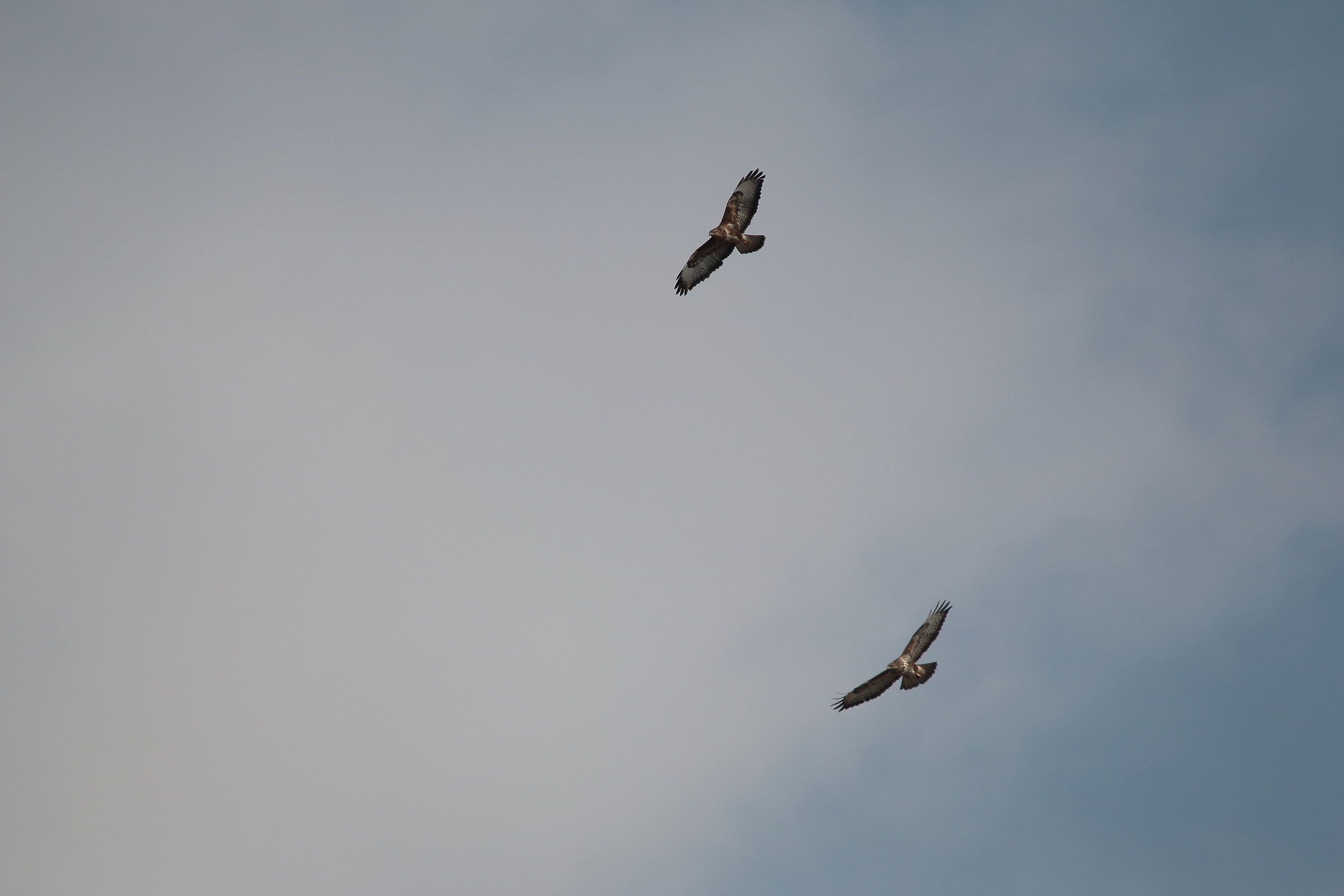 Poiane in volo ascensionale