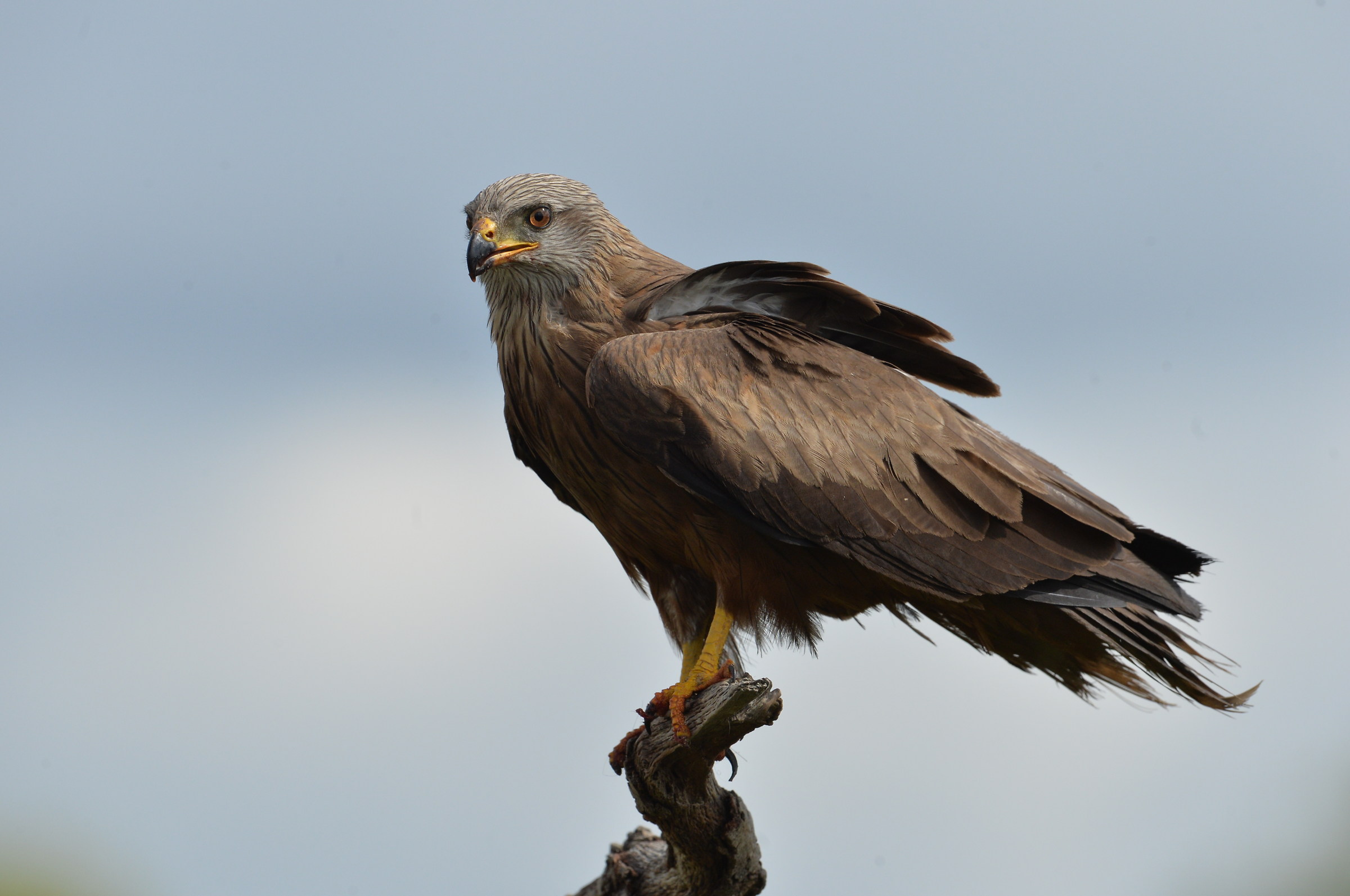 Black Kite