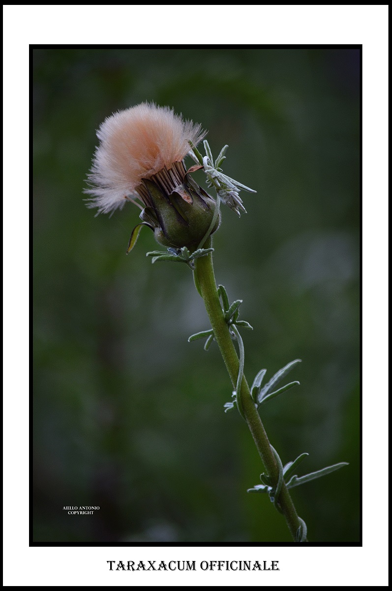 Taraxacum officinale