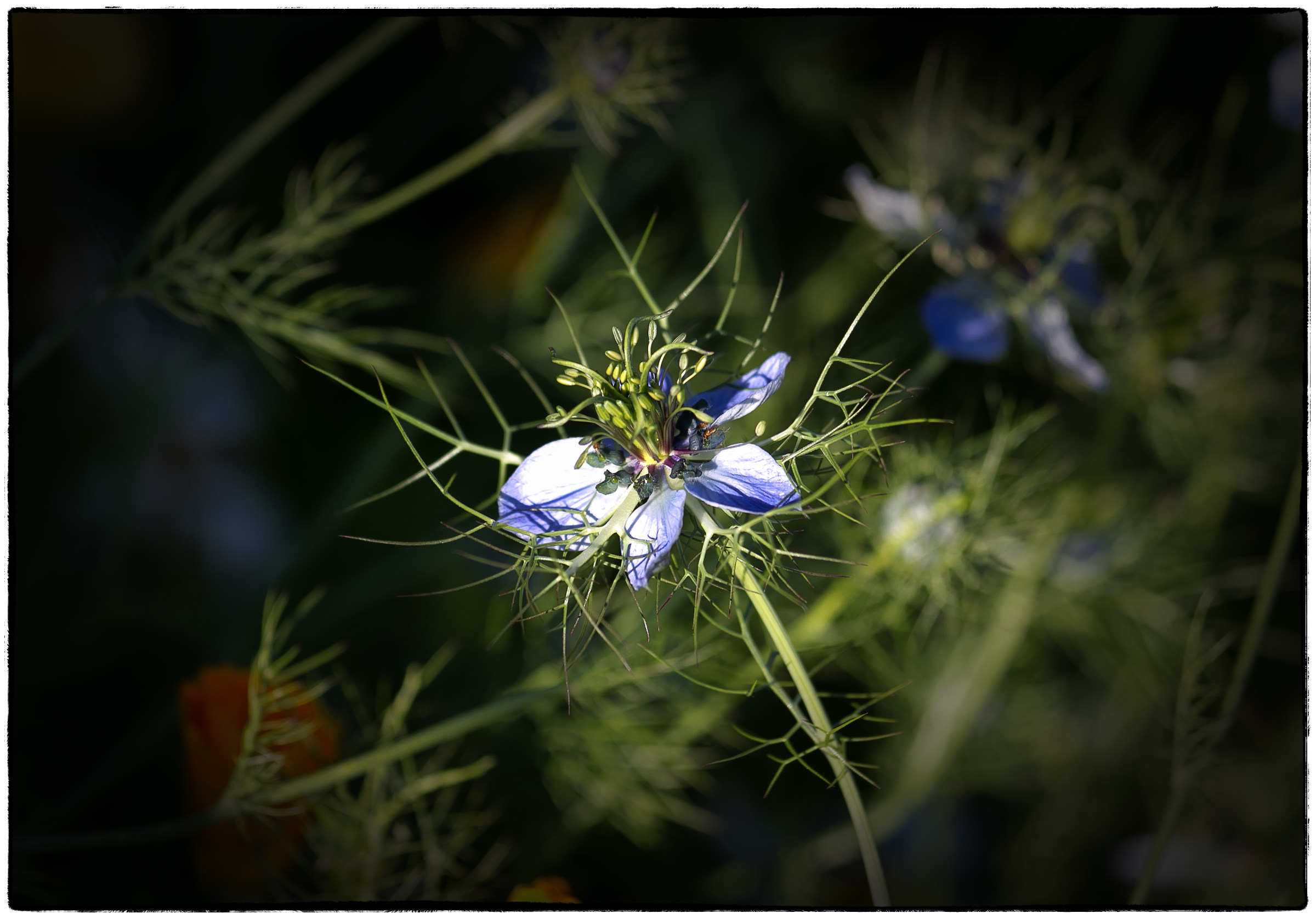 Nigella Damascena